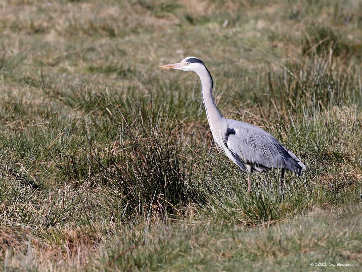 Blauwe-reiger-20220309g14401A1A8196a-Regte-Heide.jpg