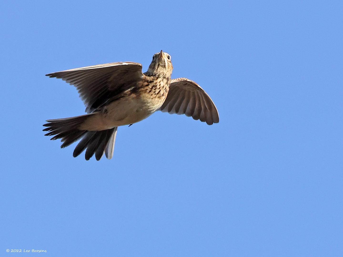 Boomleeuwerik-20220304g14401A1A7716a-Regte-Heide.jpg