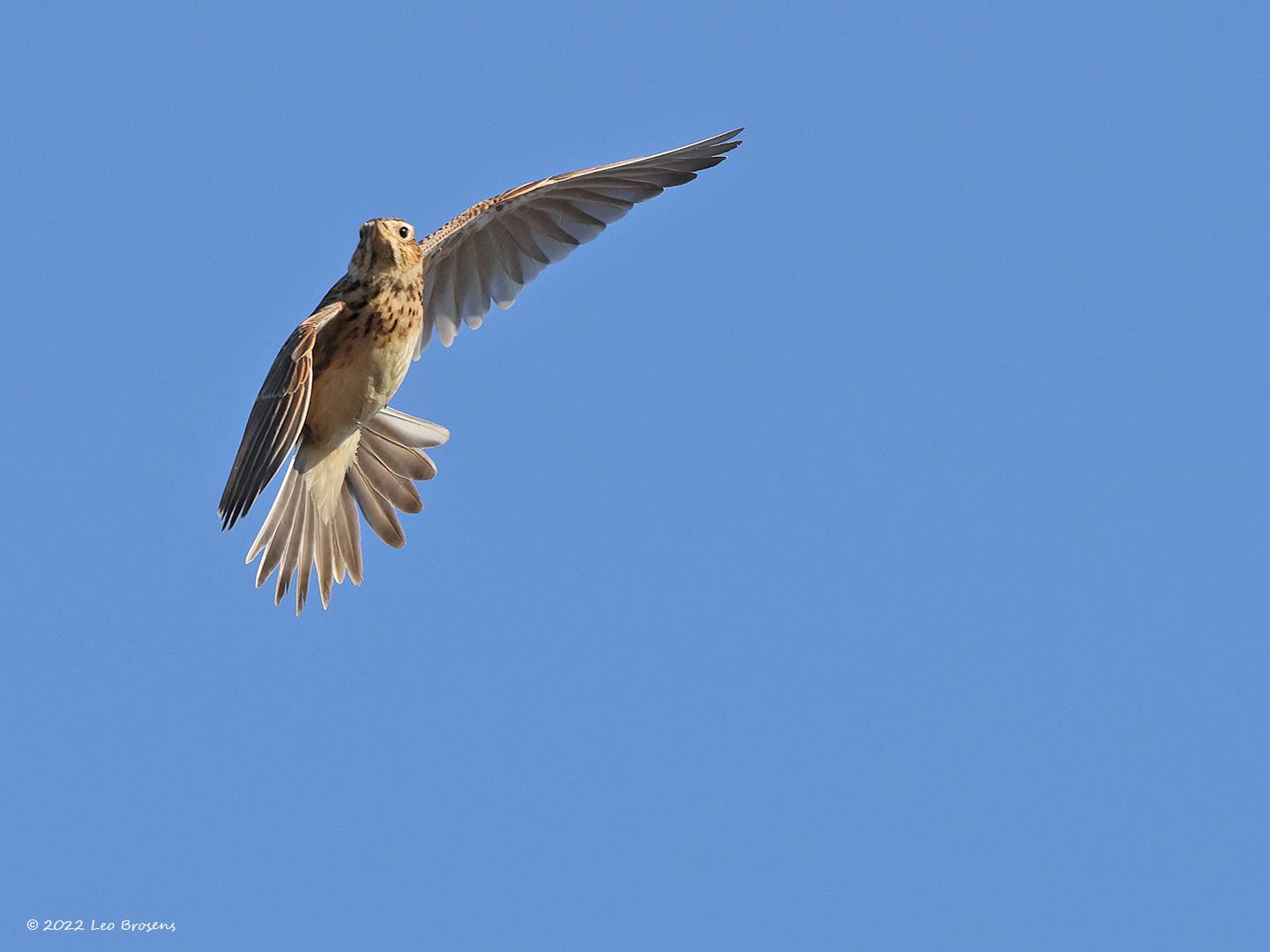 Boomleeuwerik-20220304g14401A1A7722b-Regte-Heide_0.jpg