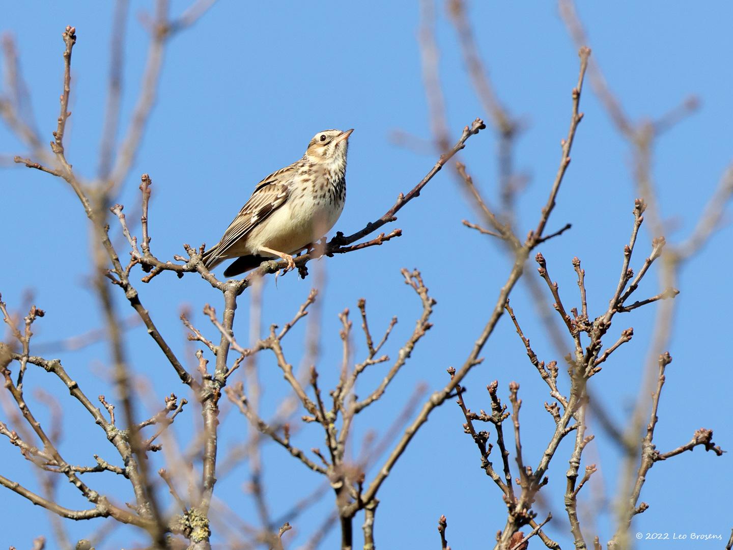 Boomleeuwerik-20220304g14401A1A7824a-Regte-Heide.jpg