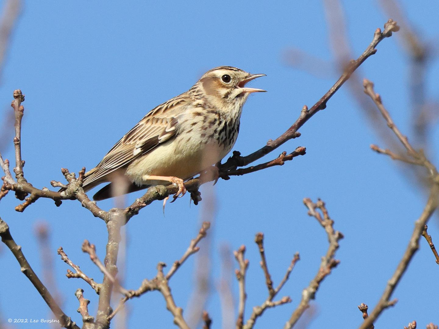 Boomleeuwerik-20220304g14401A1A7840a-Regte-Heide.jpg