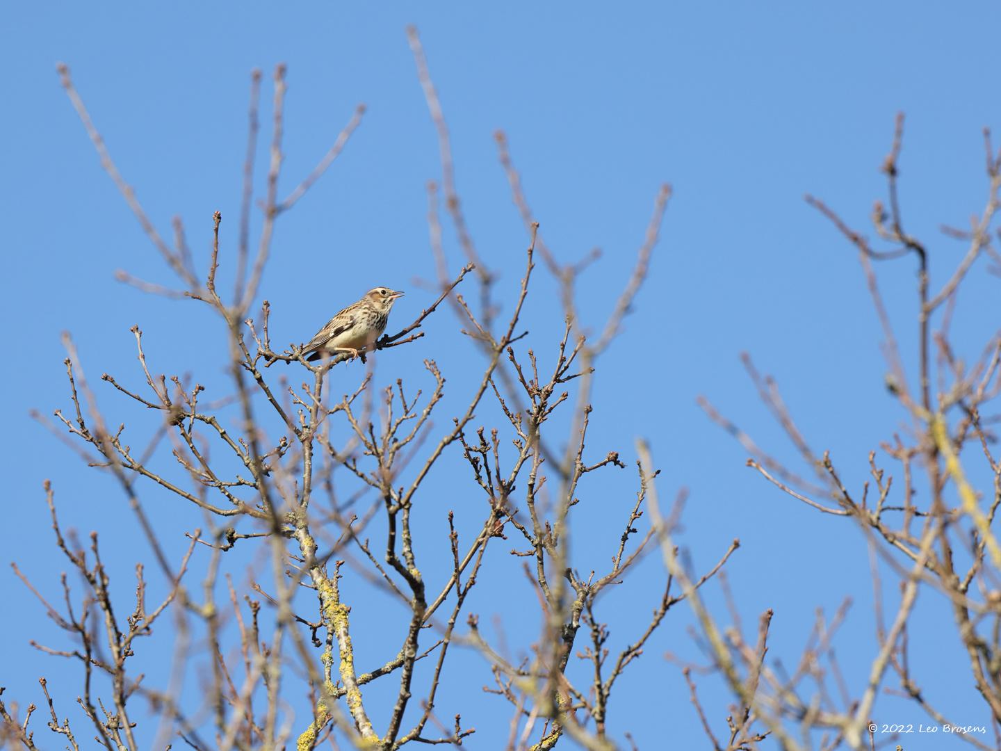 Boomleeuwerik-20220304g14401A1A7842a-Regte-Heide.jpg