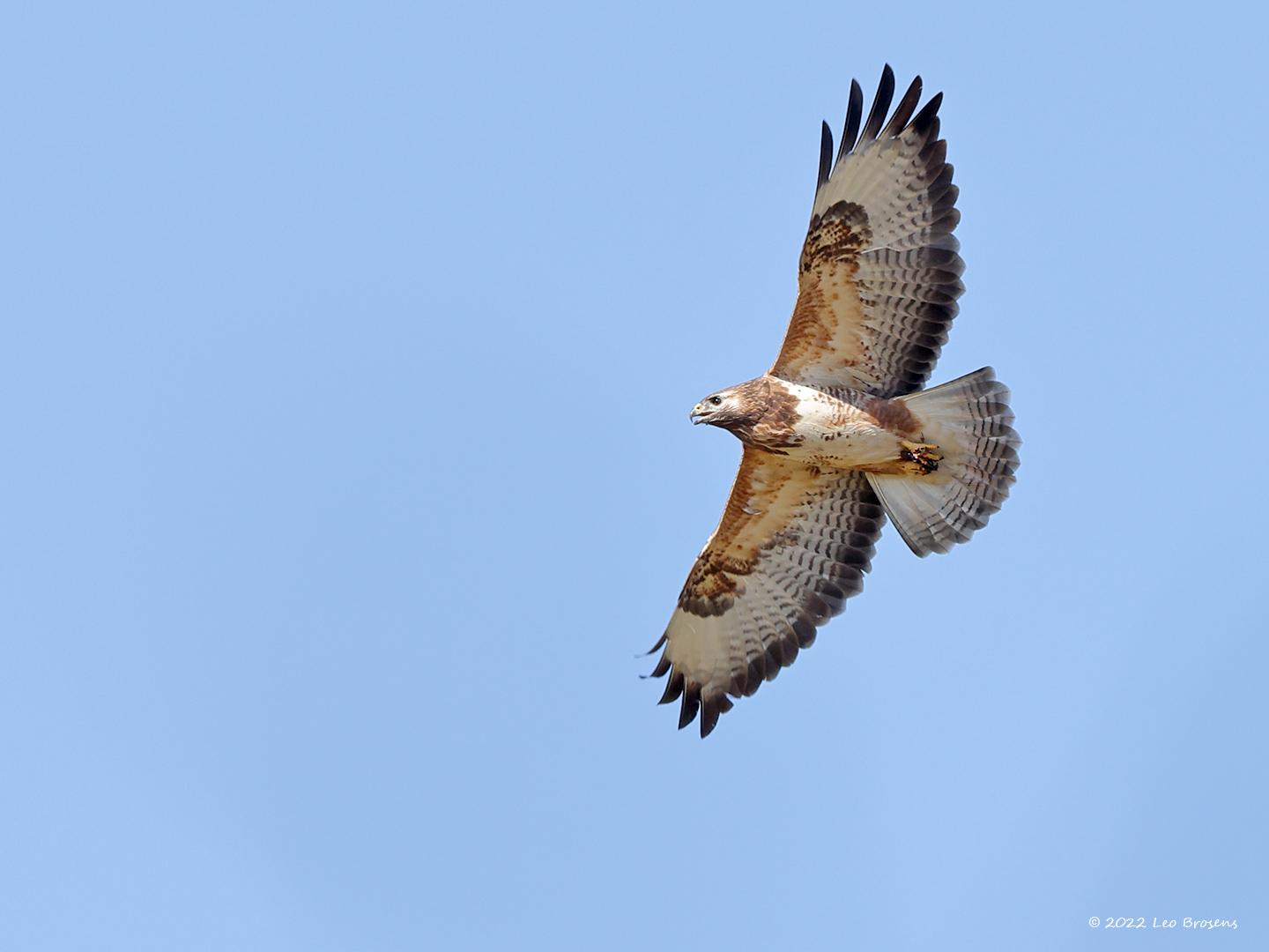 Buizerd-20220318g14401A1A9064a-Pannenhoef_0.jpg