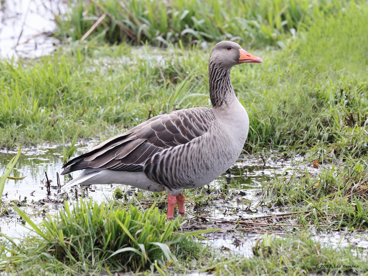 Grauwe-gans-20220301g14401A1A7393b-Regte-Heide.jpg