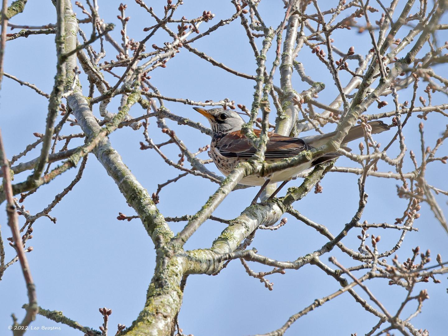 Kramsvogel-20220322g14401A1A9197a-Krochten.jpg