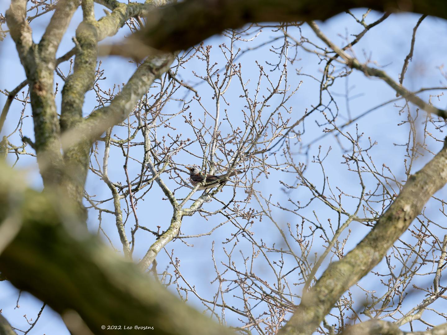 Kramsvogel-20220322g14401A1A9197ao-Krochten.jpg