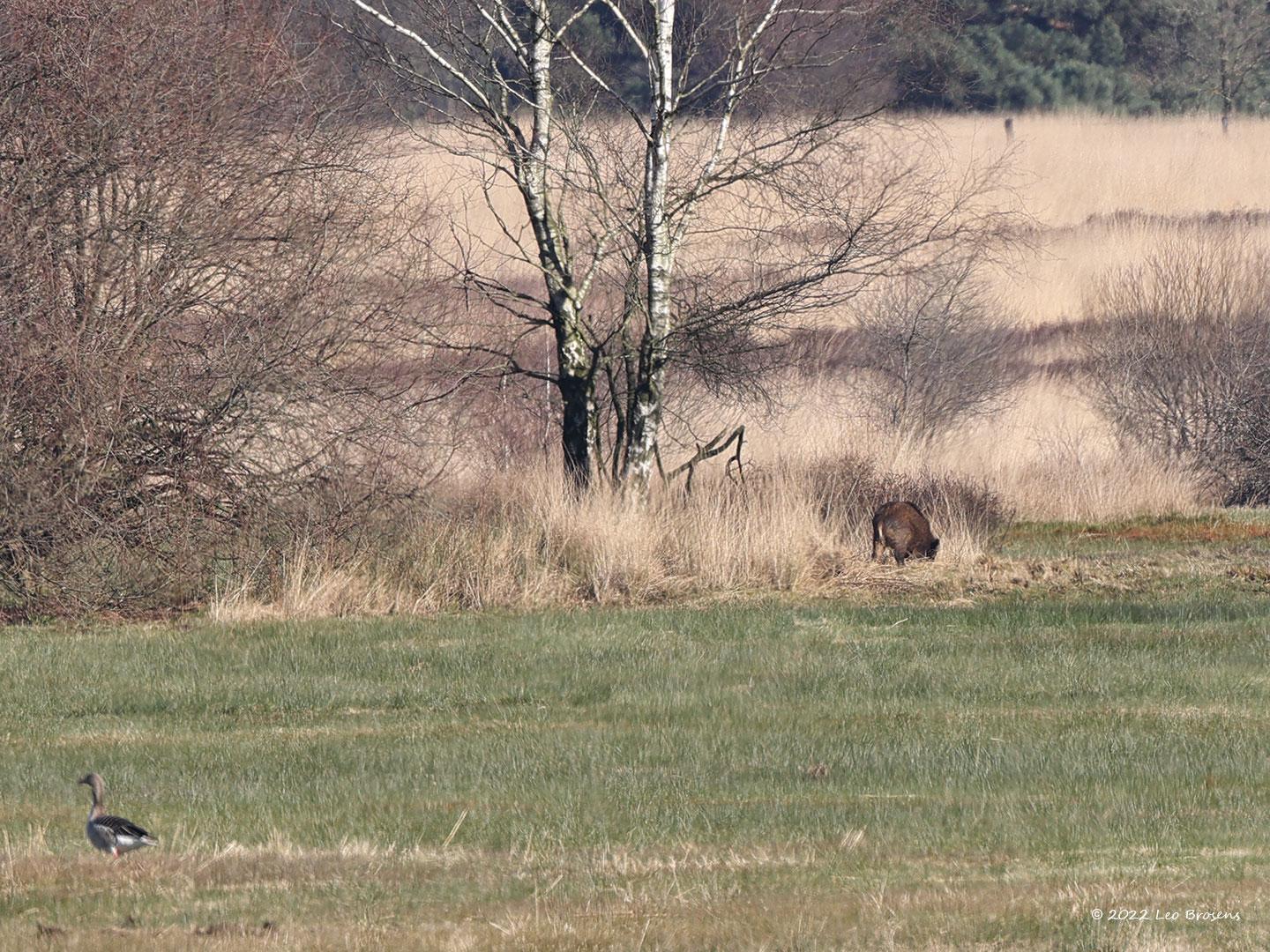 Wild-zwijn-20220228g14401A1A7246a-Regte-Heide.jpg