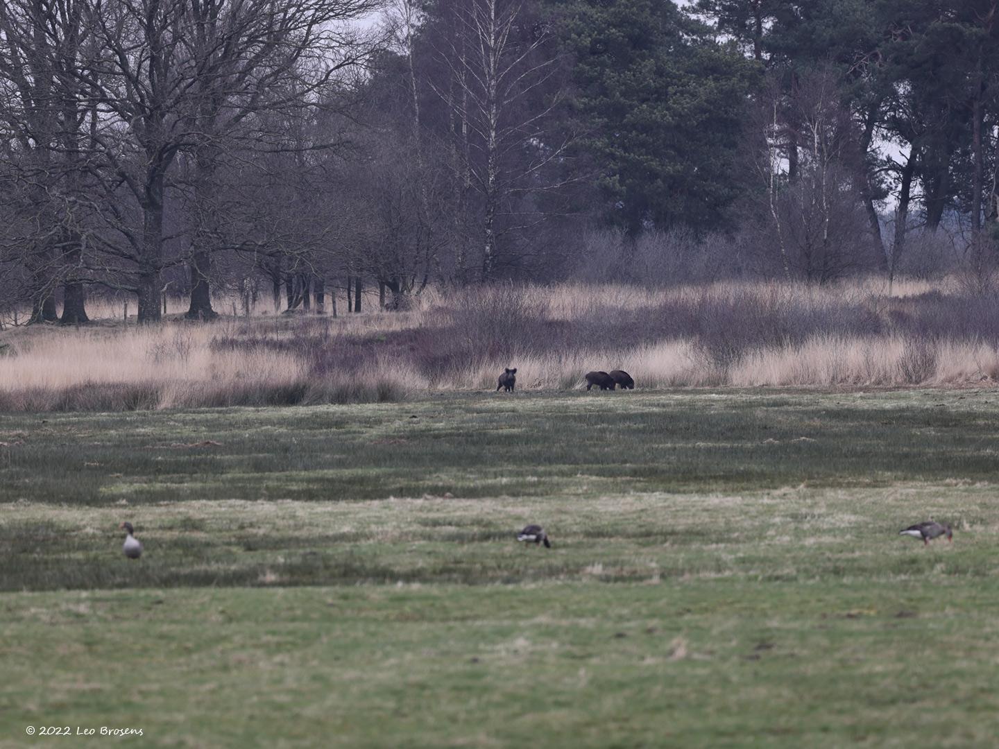 Wild-zwijn-20220228g14401A1A7556aoverzicht-Regte-Heide_0.jpg