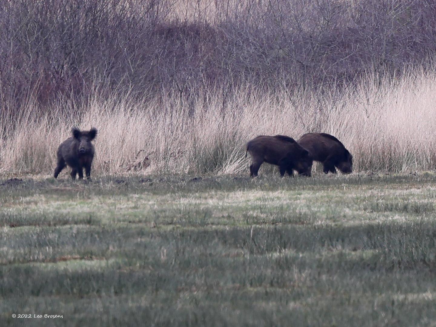 Wild-zwijn-20220228g14401A1A7556bdetail-Regte-Heide.jpg