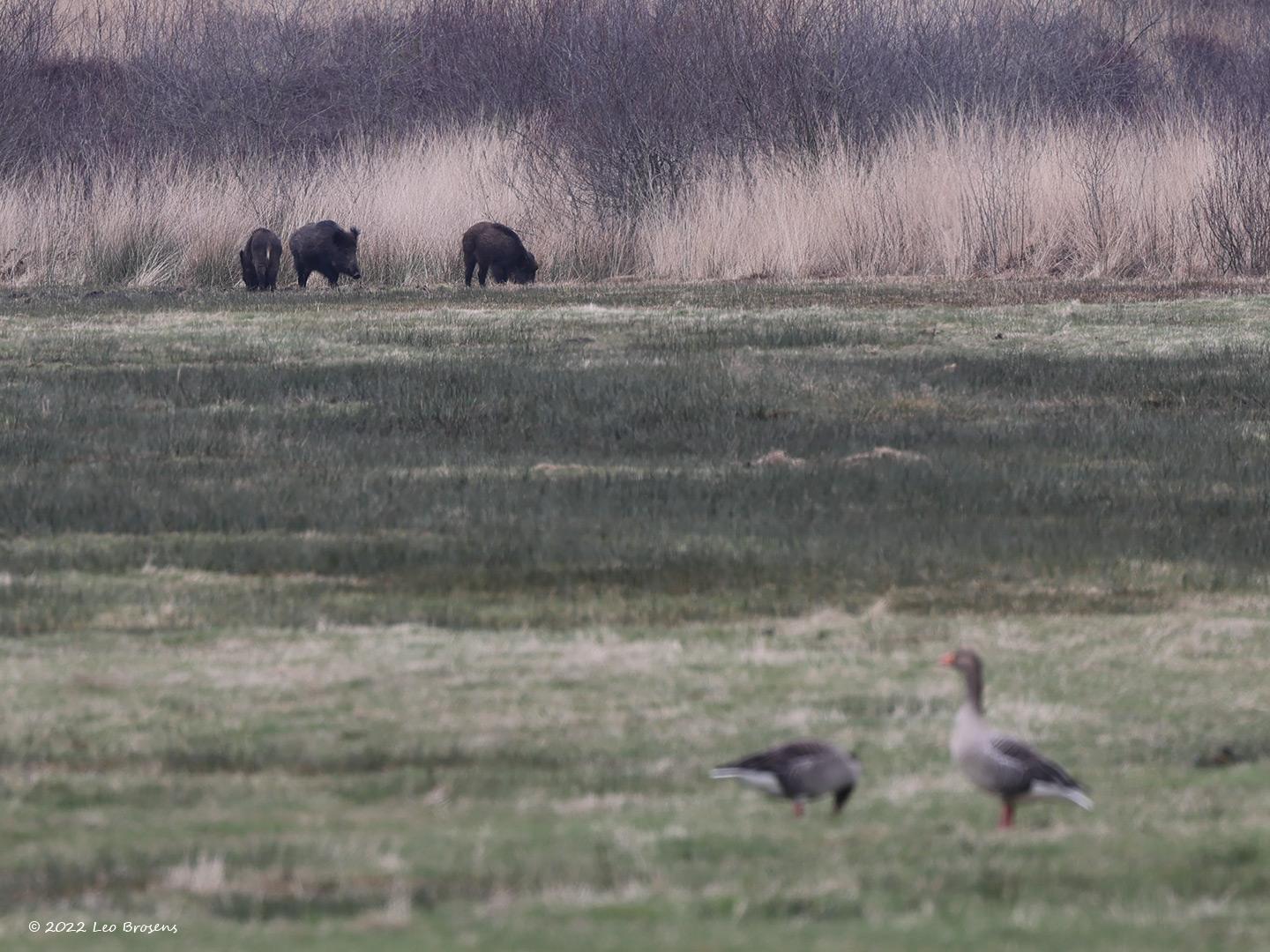 Wild-zwijn-20220228g14401A1A7556cgemiddeld-Regte-Heide.jpg