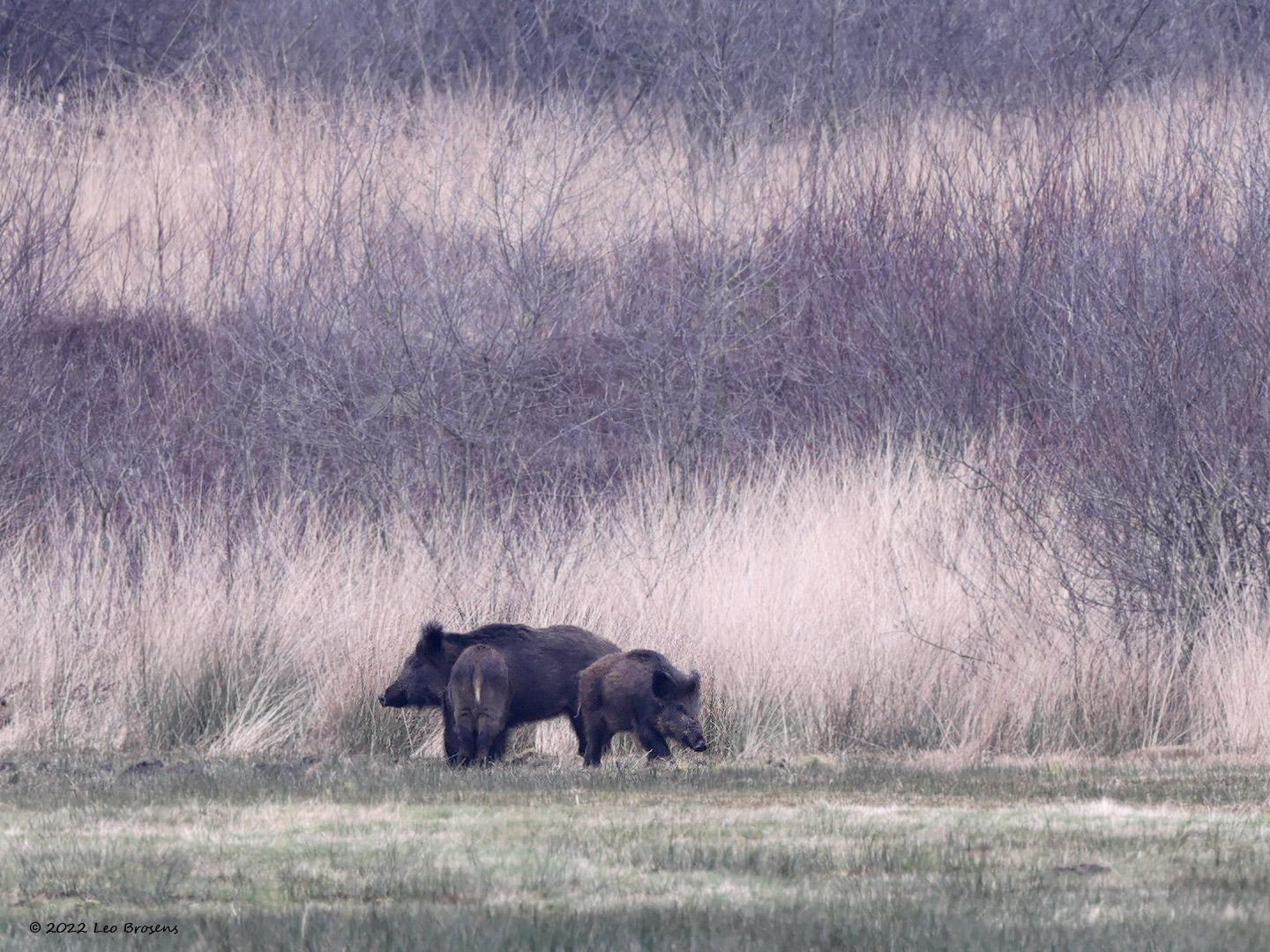 Wild-zwijn-20220228g14401A1A7583a-Regte-Heide.jpg