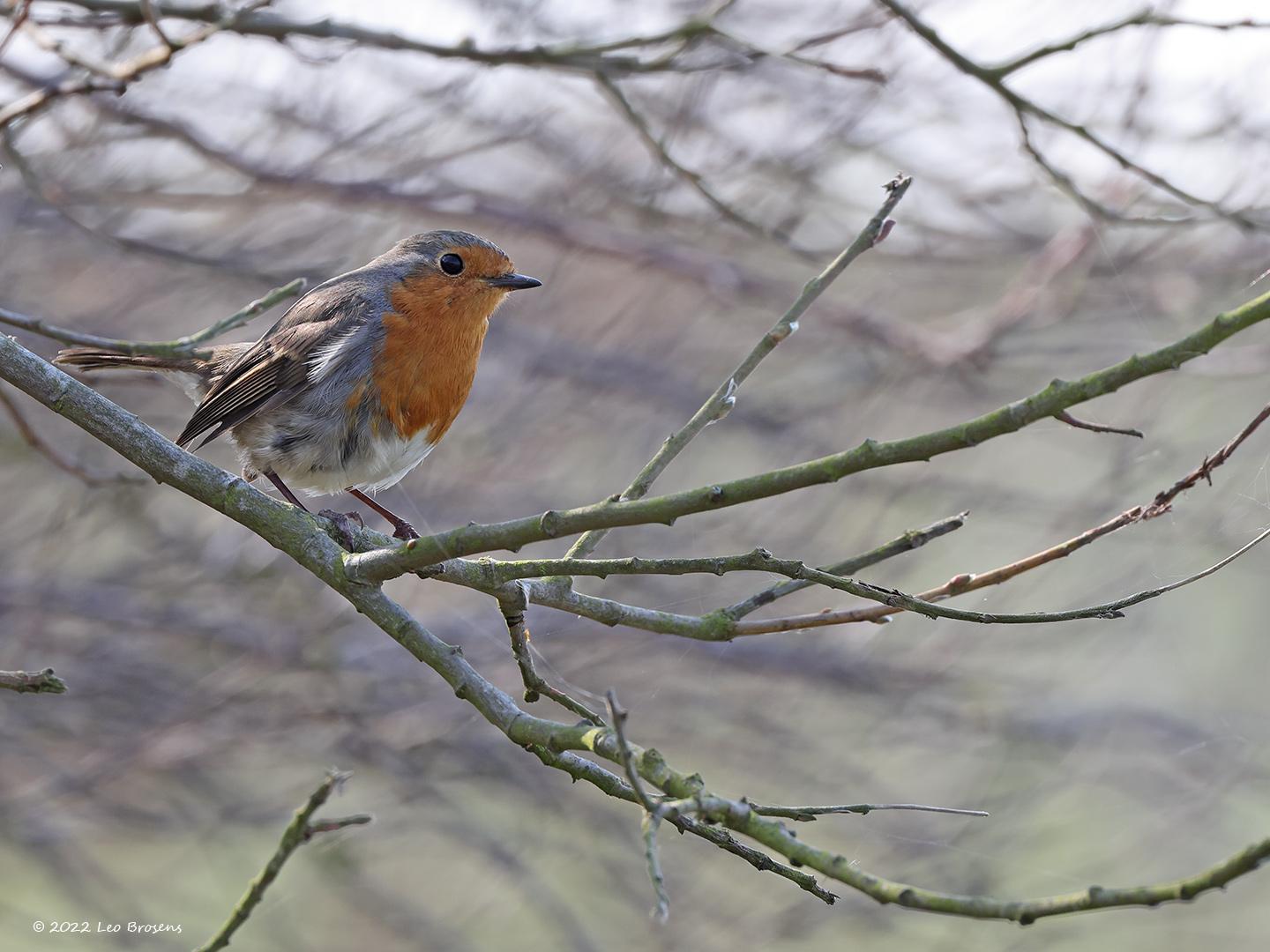 Roodborst-20220323g14401A1A9797a-Wissenkerke.jpg