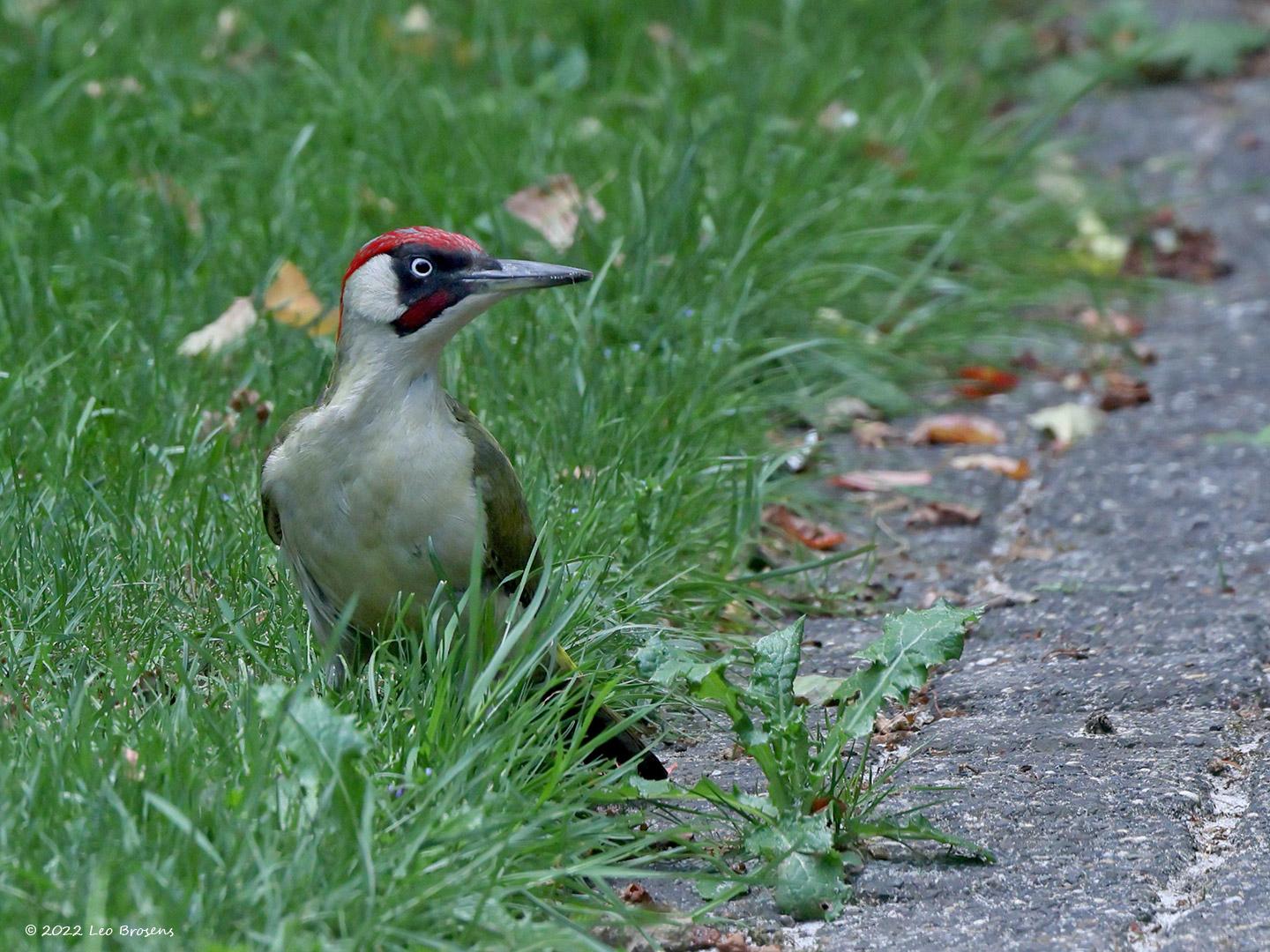 Groene-specht-20220518g14401A1A9124acrfb-Tuin_0.jpg