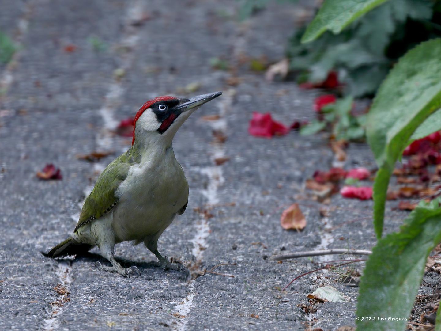 Groene-specht-20220518g14401A1A9174acrfb-Tuin.jpg