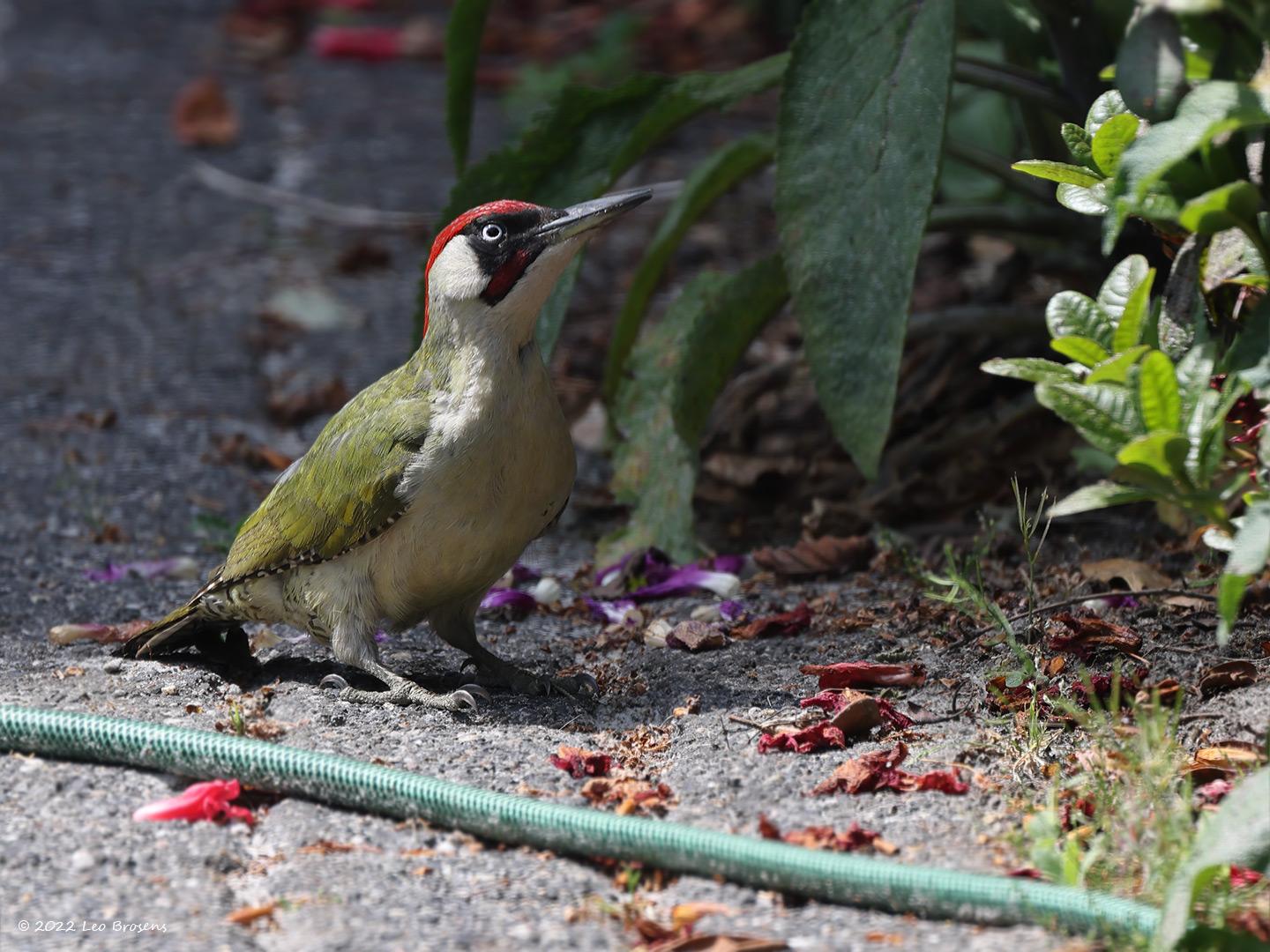 Groene-specht-20220518g14401A1A9282bcrfb-Tuin.jpg