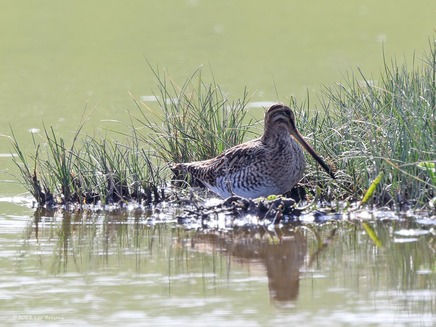 Watersnip-20220506g14401A1A6445acrfb-Schakellooppolder.jpg