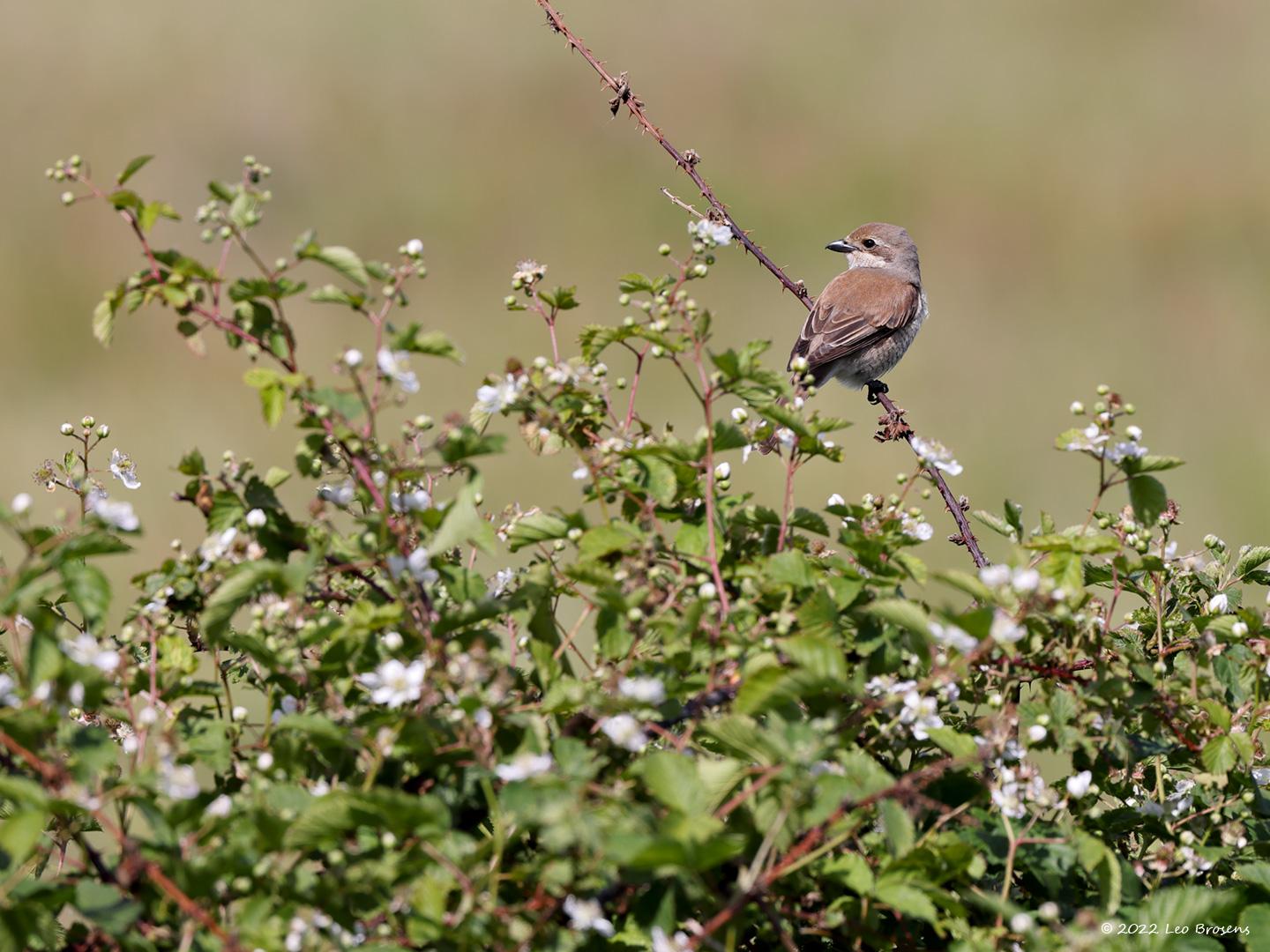 Grauwe-klawier-20220603g14401A1A2629acrfb-Rechte-Heide.jpg