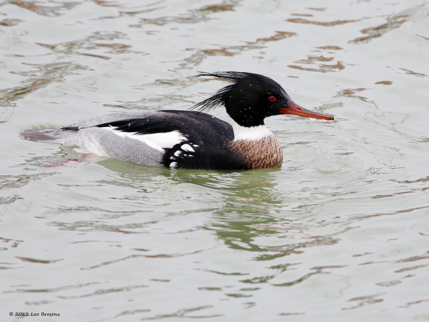 Middelste-zaagbek-20140118g14407X1A0389acrfb-Colijnsplaat.jpg