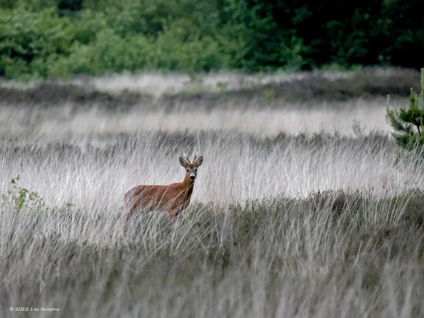 Ree-20220525g14401A1A0753acrfb-Oude-Buisse-Heide.jpg