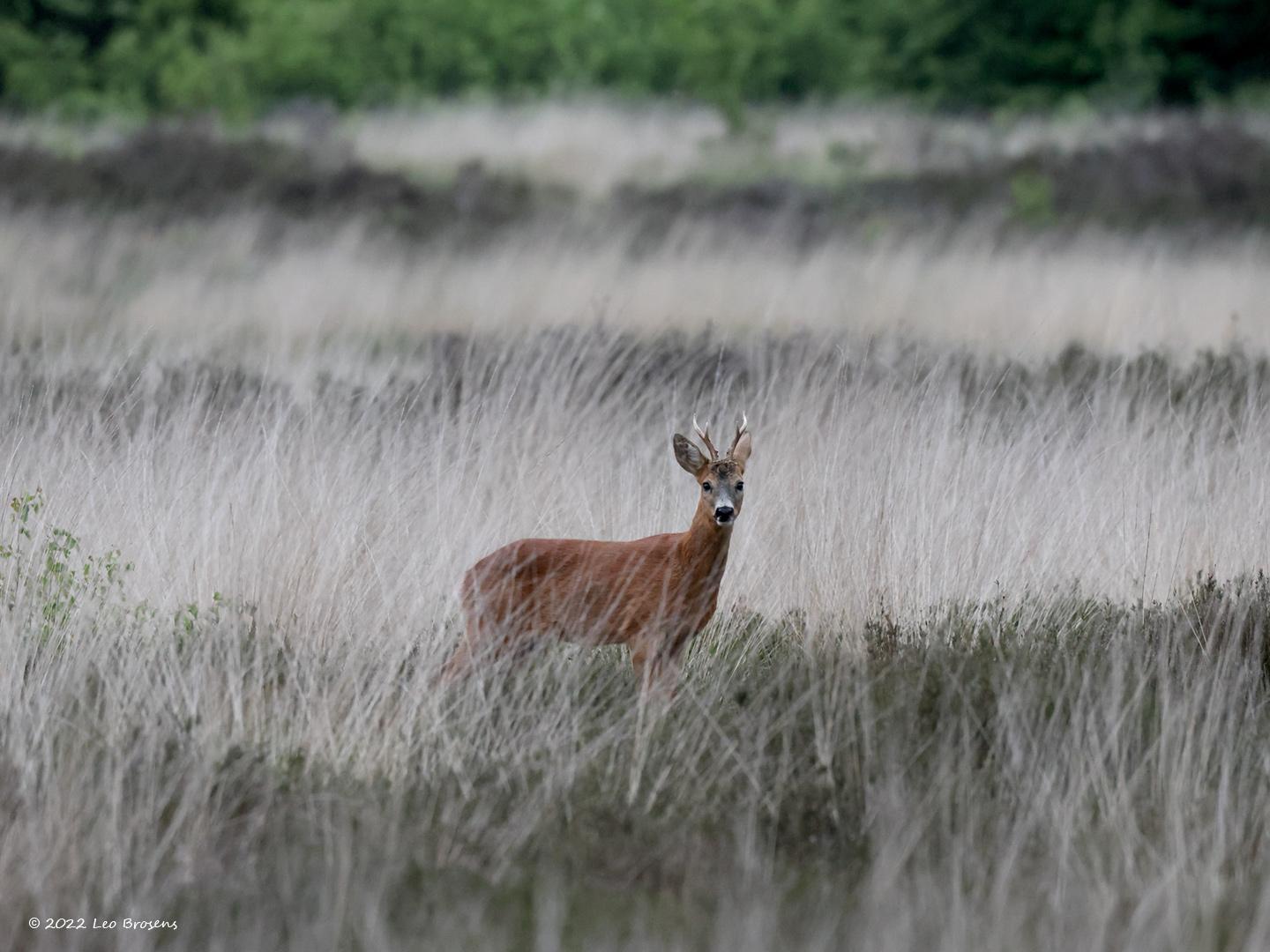 Ree-20220525g14401A1A0774acrfb-Oude-Buisse-Heide.jpg