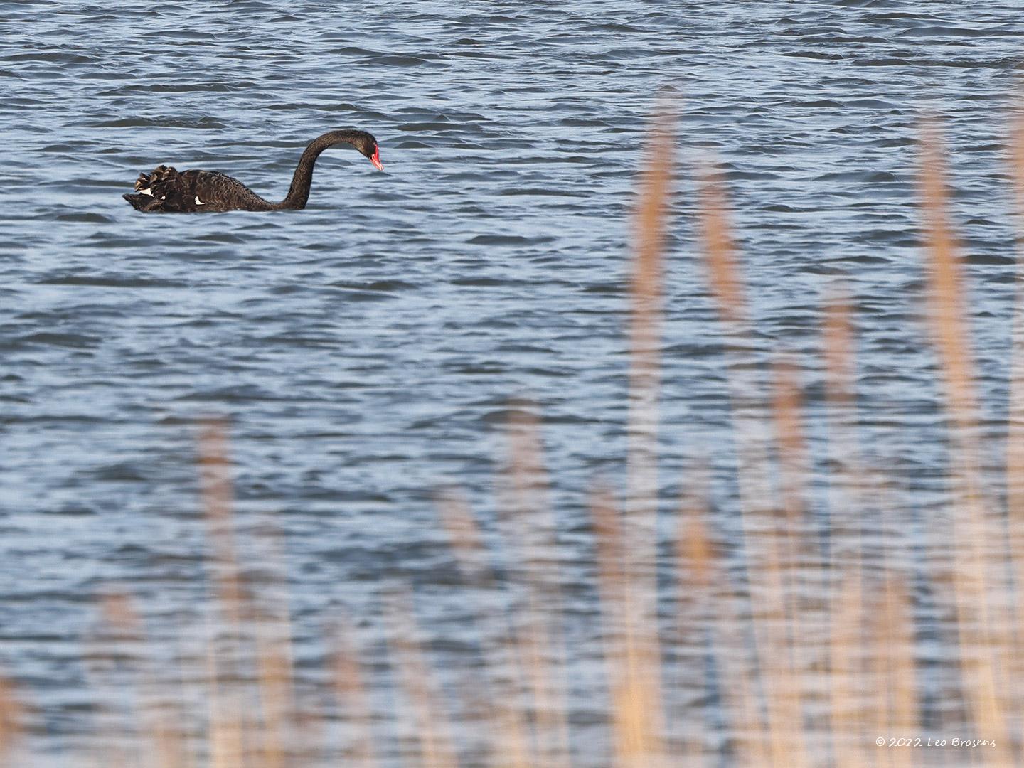 Zwarte-zwaan-20220422g14401A1A3152acrfb-Molenplaat-BoZ.jpg