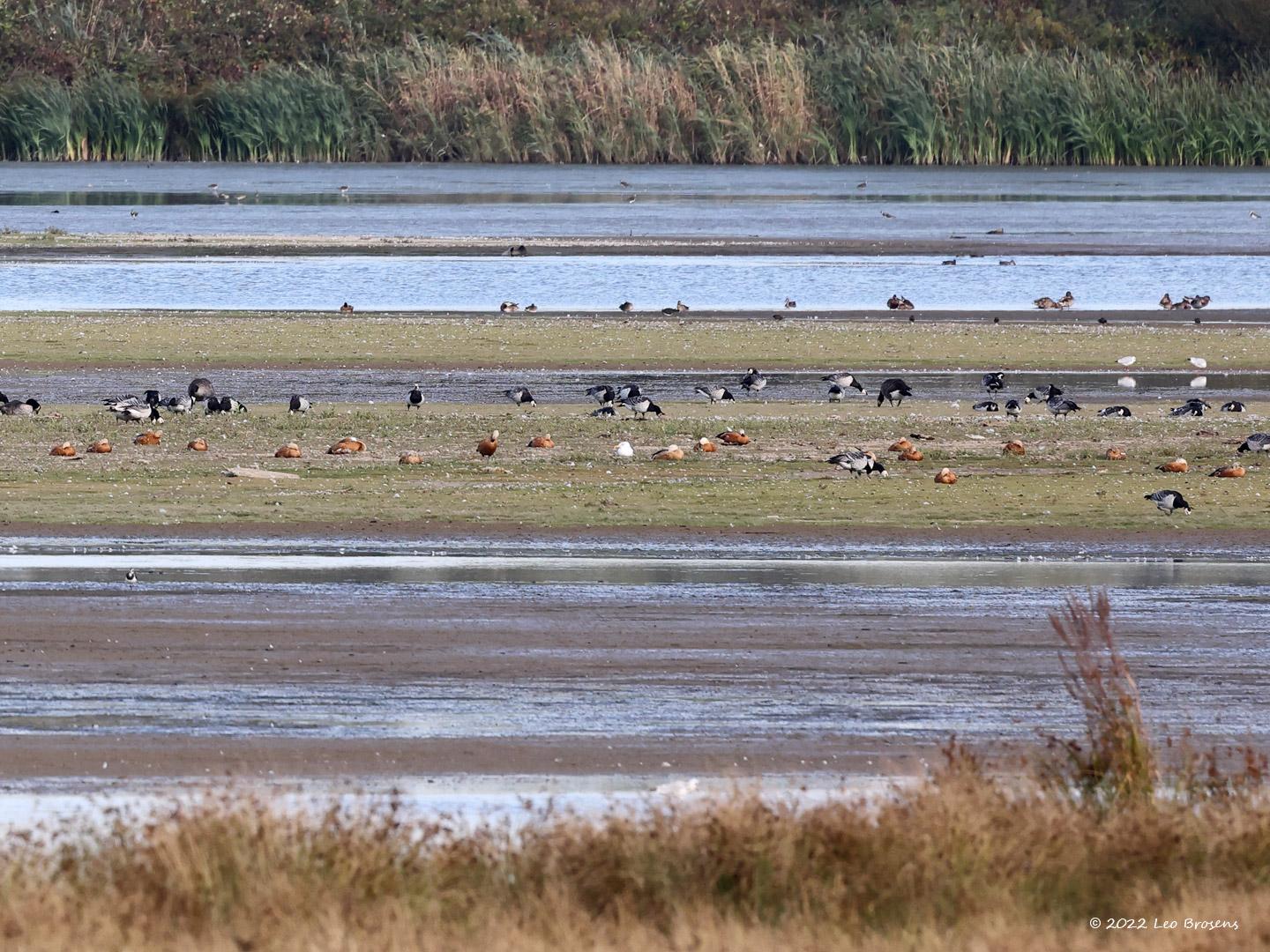 Casarca-20220903g14401A1A4853acrfb-Biesbosch.jpg