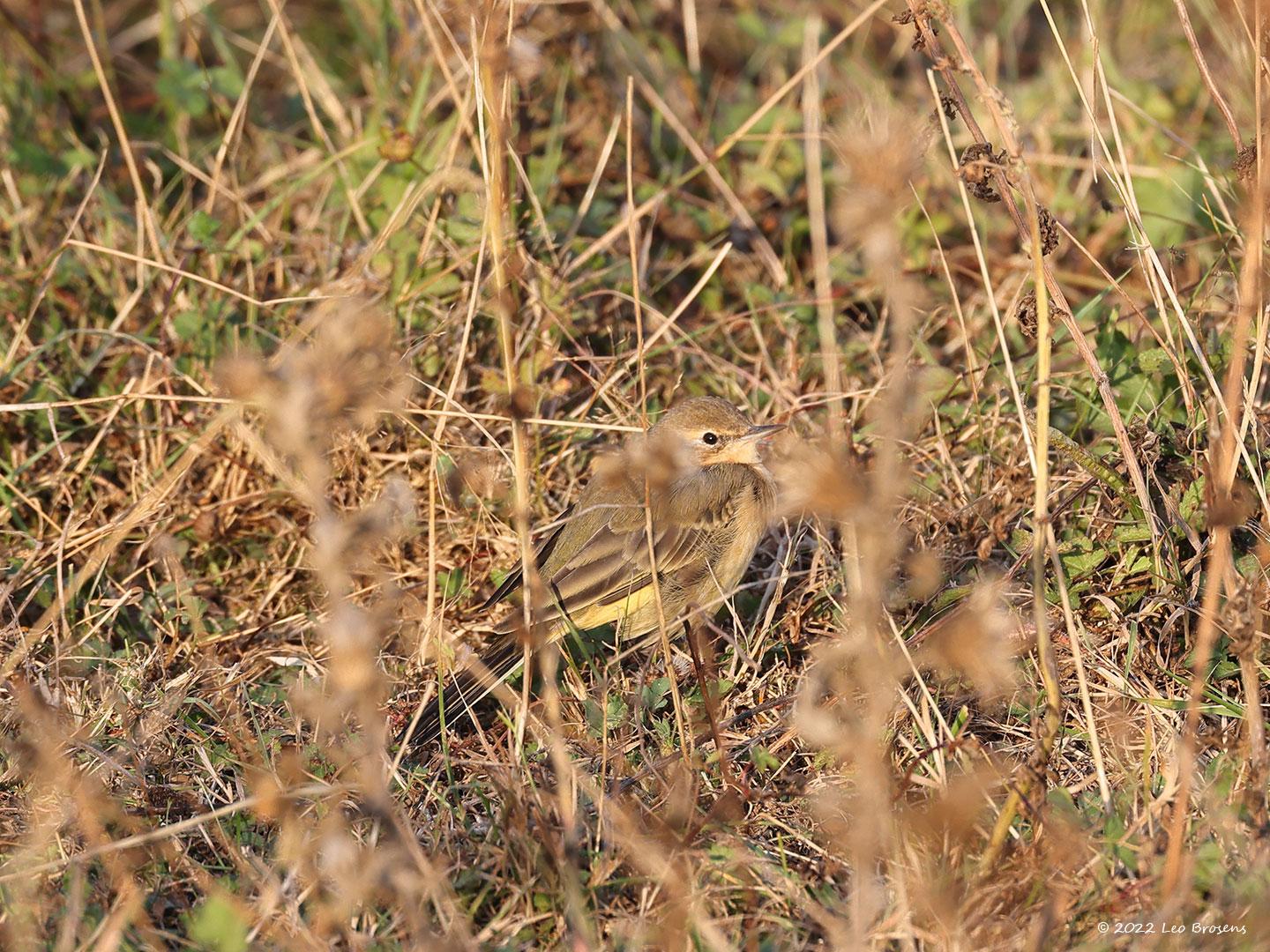 Gele-kwikstaart-20220903g14401A1A4657acrfb-Biesbosch.jpg