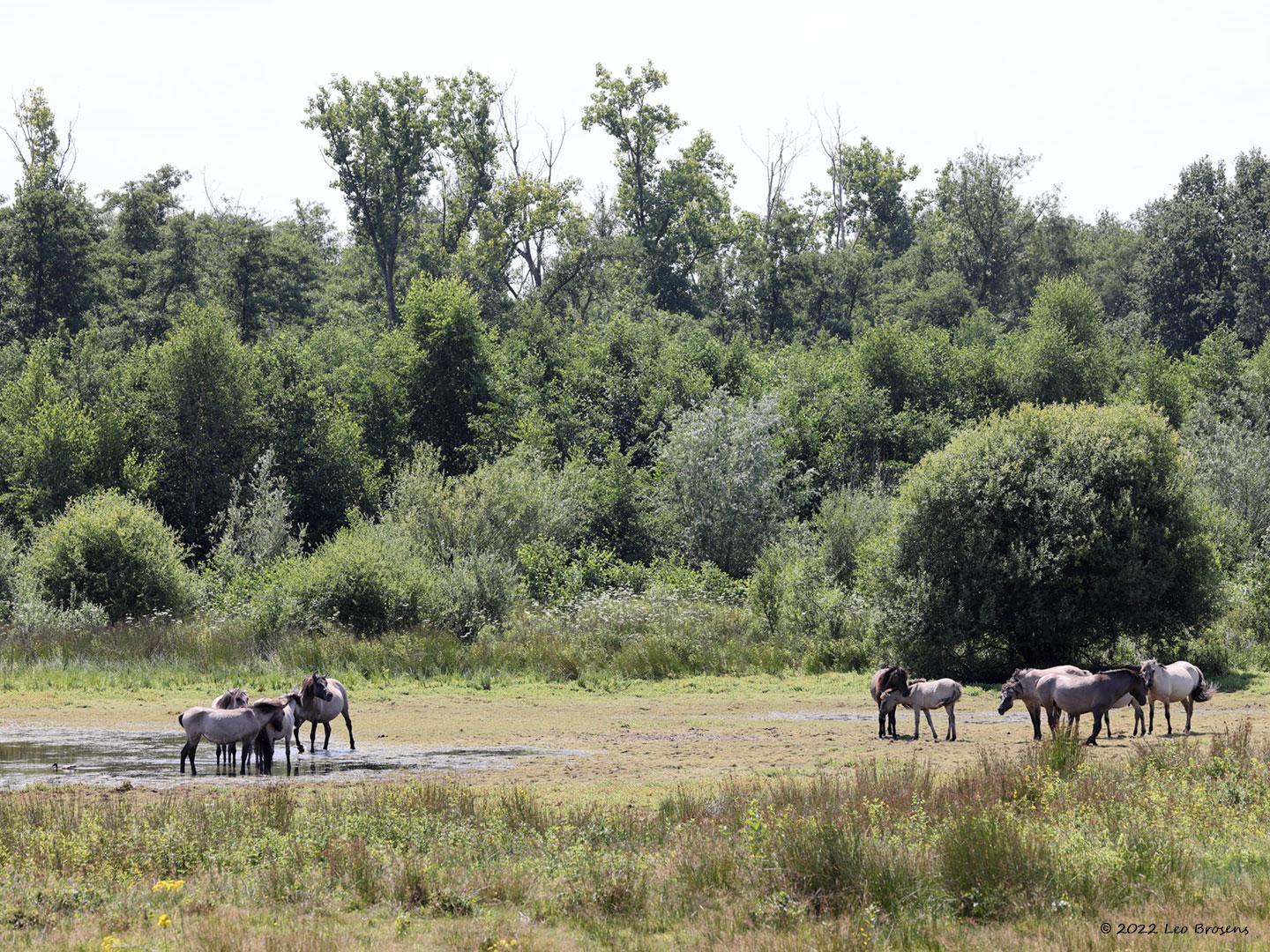 Konik-paarden-20220729g14401A1A4441acrfb-Pannenhoef.jpg