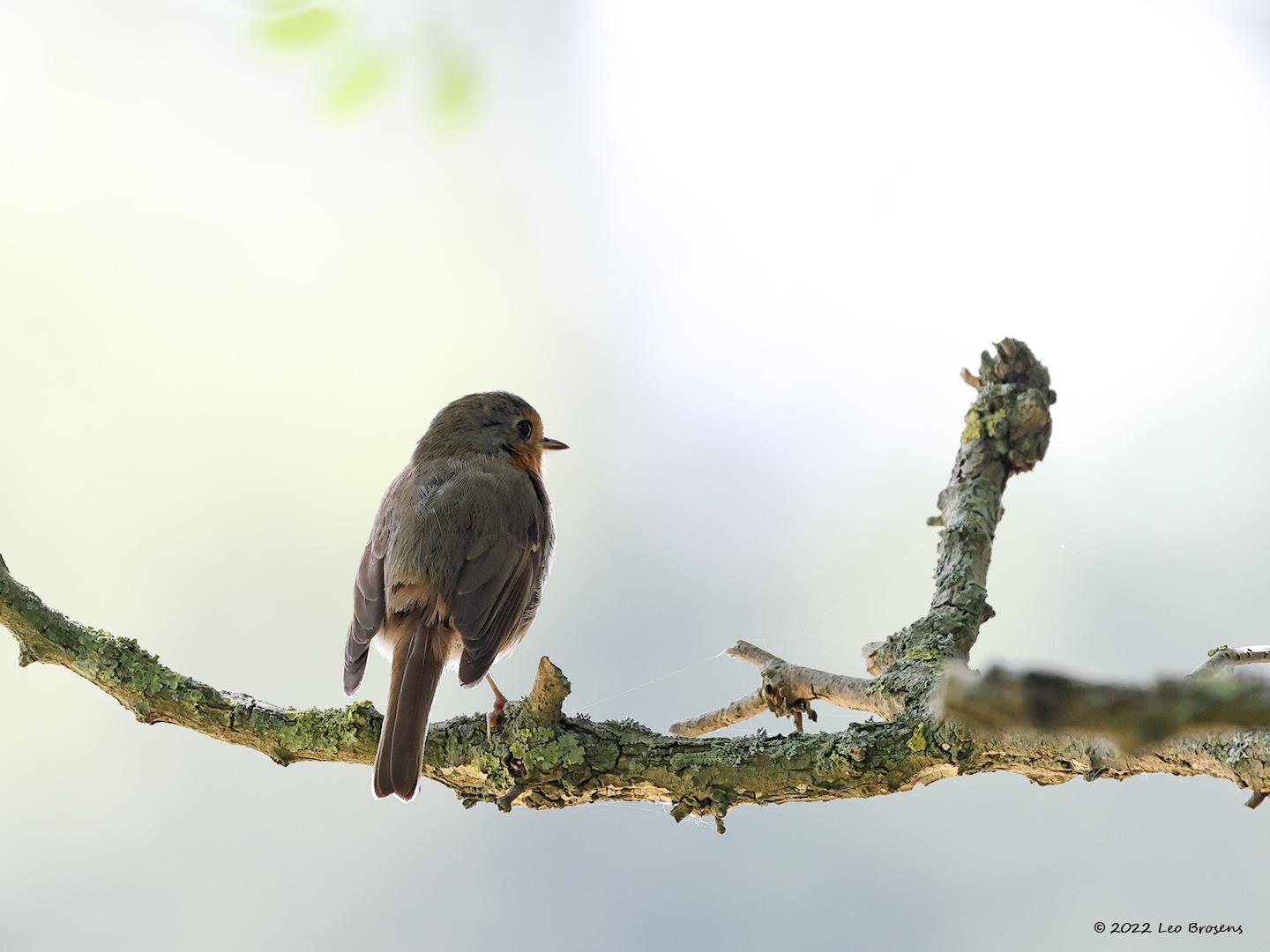 Roodborst-20220729g14401A1A4424acrfb-Pannenhoef.jpg