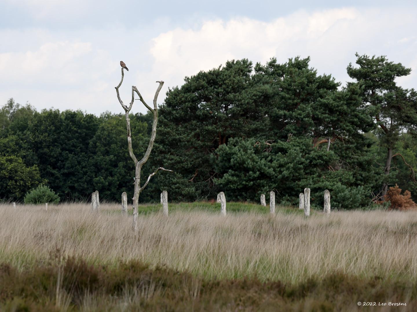 Torenvalk-20220705g14401A1A4039acrfb-Regte-Heide.jpg