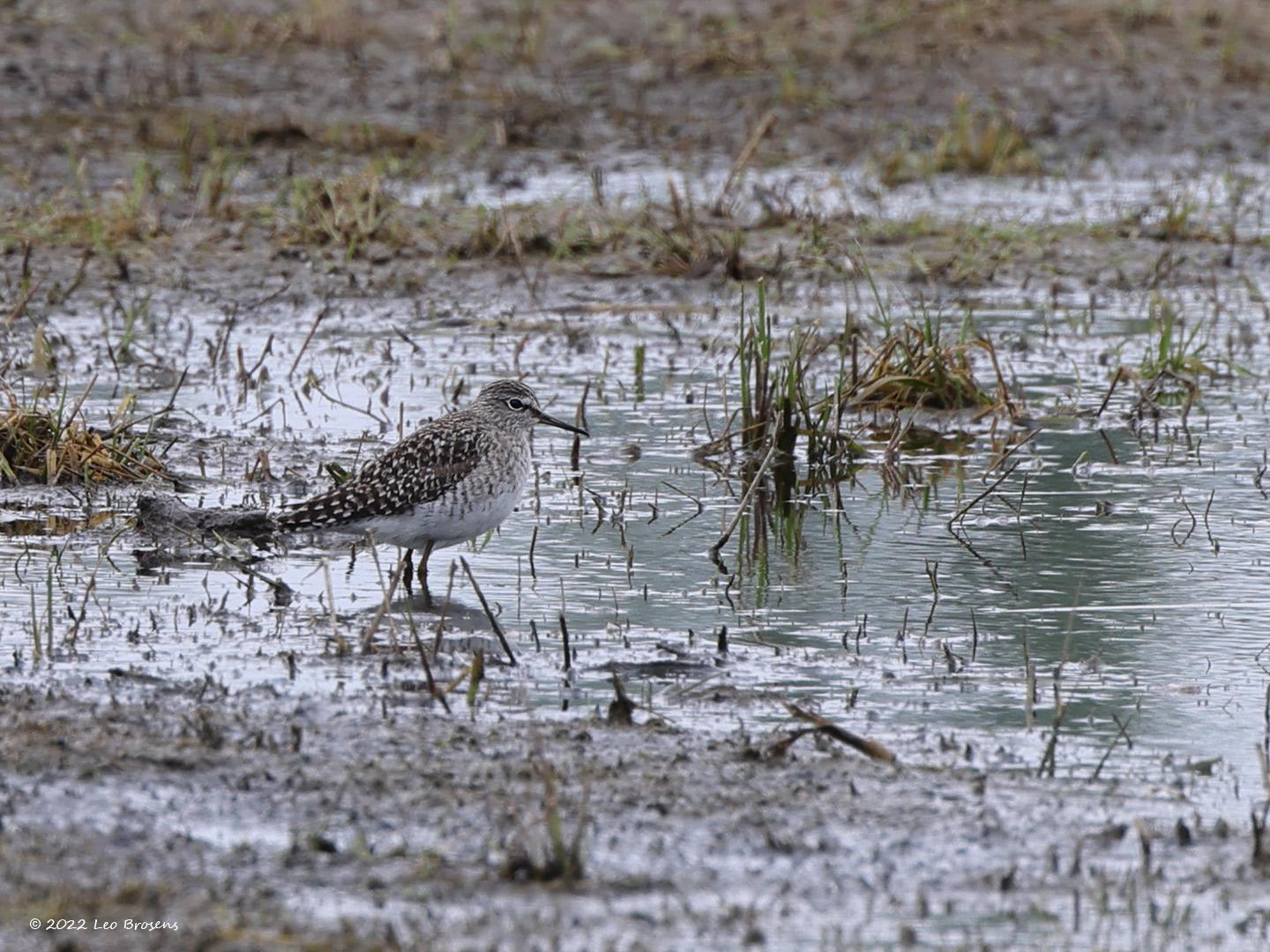 Bosruiter-20220430g14401A1A4412acrfb-Hogerwaardpolder.jpg