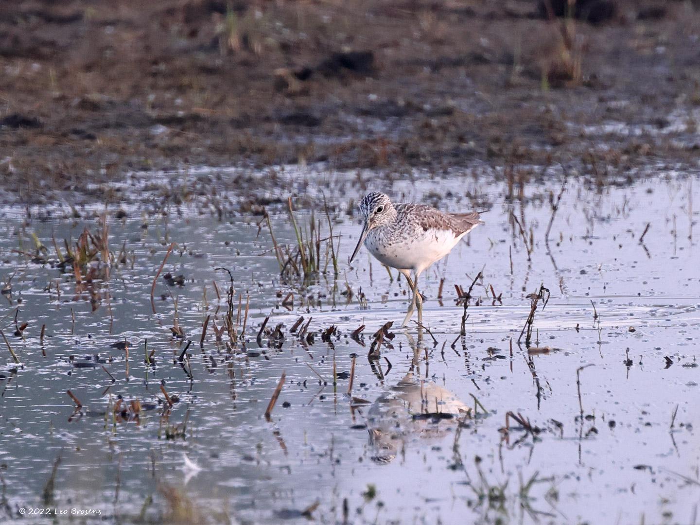 Bosruiter-20220503g14401A1A5040acrfb-Hogerwaardpolder.jpg