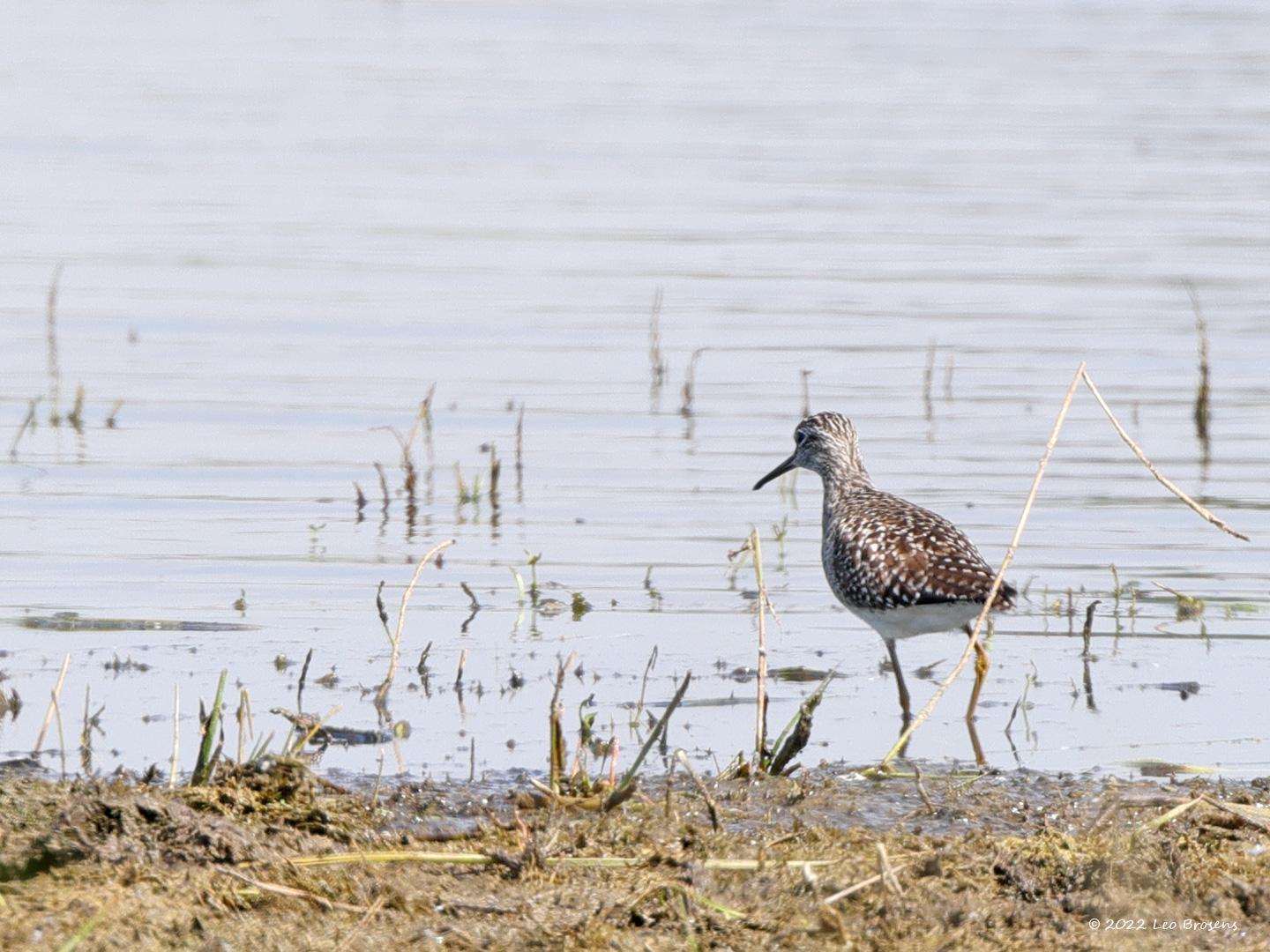 Bosruiter-20220503g14401A1A5684acrfb-Hogerwaardpolder.jpg