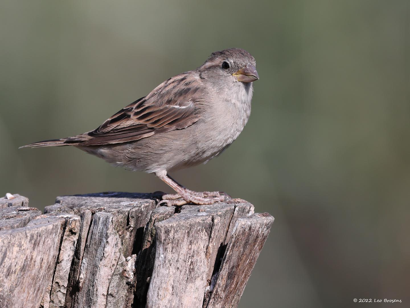 Huismus-20220903g14401A1A4865acrfb-Biesbosch.jpg