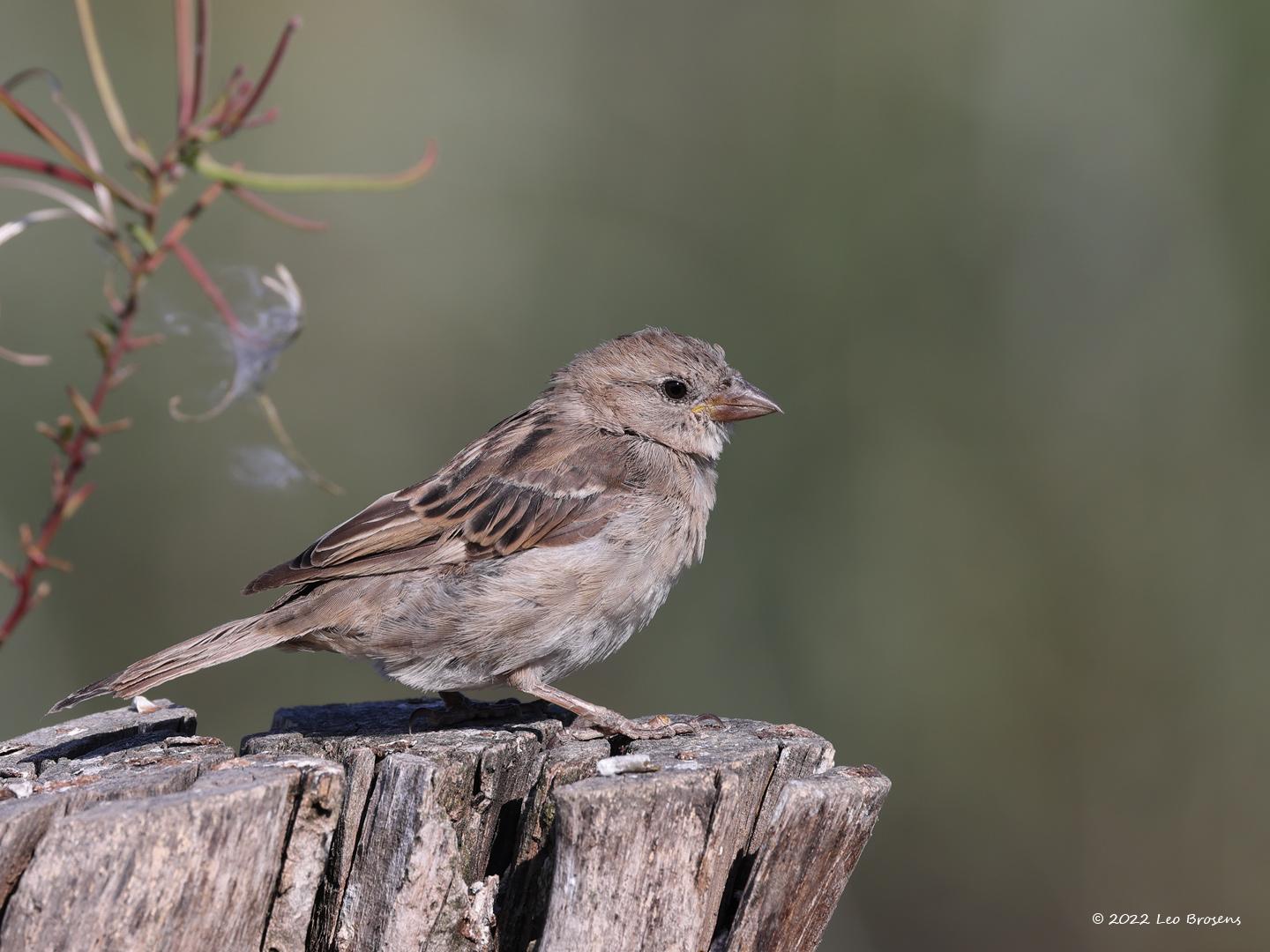 Huismus-20220903g14401A1A4929acrfb-Biesbosch.jpg