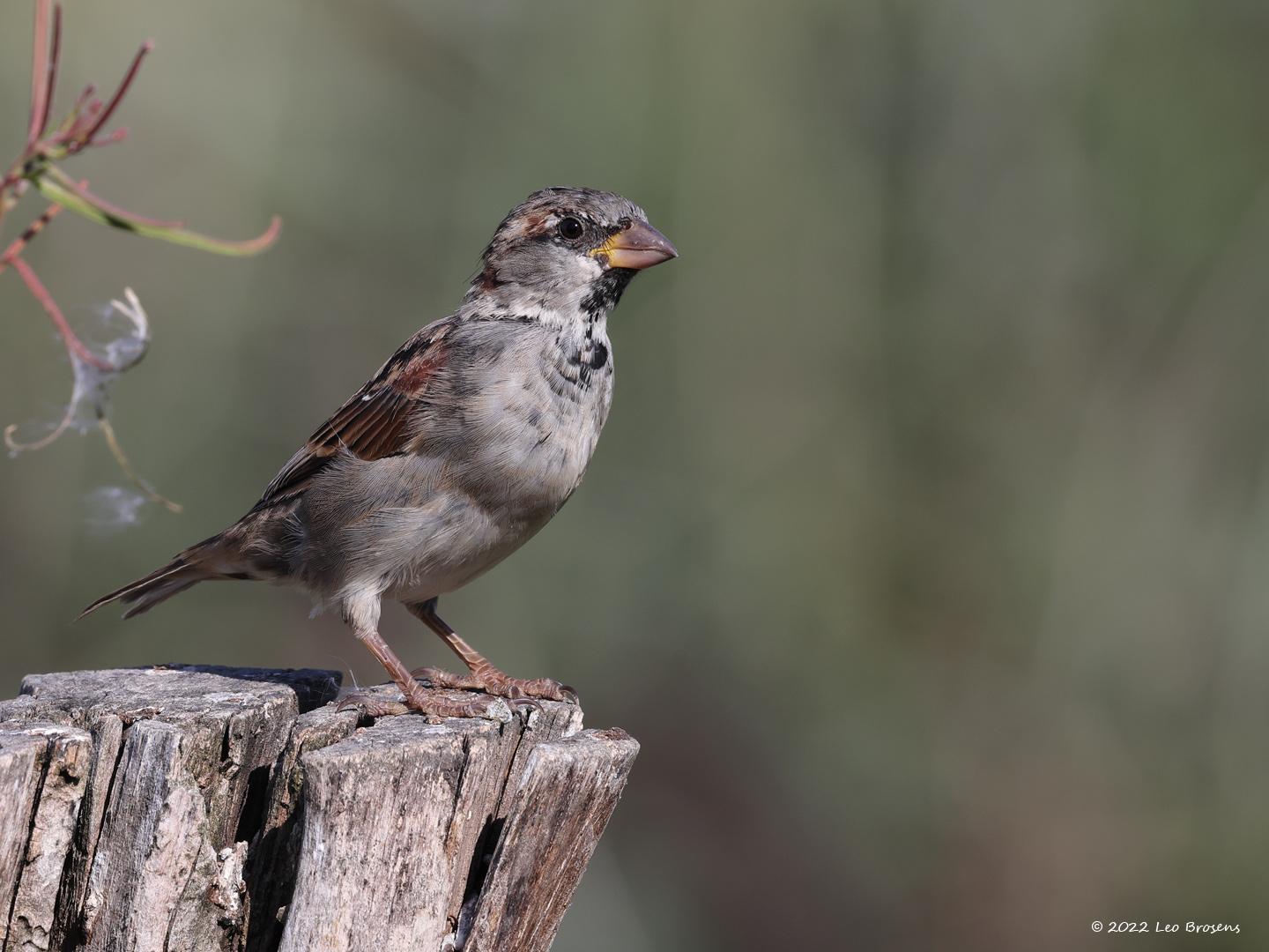 Huismus-20220903g14401A1A4950acrfb-Biesbosch.jpg
