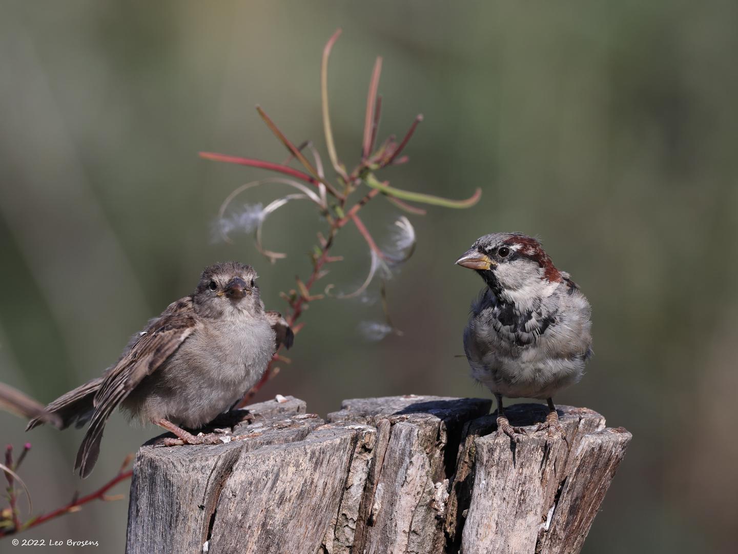 Huismus-20220903g14401A1A5118acrfb-Biesbosch.jpg