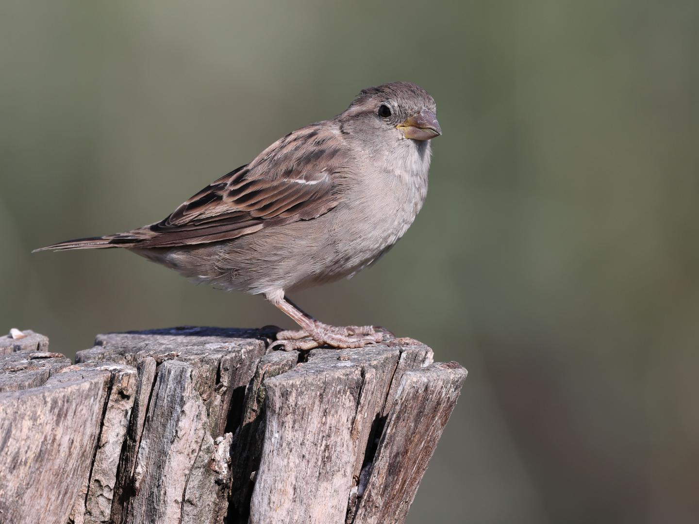 Huismus-20220903gm1A1A4865acrfb-Biesbosch.jpg