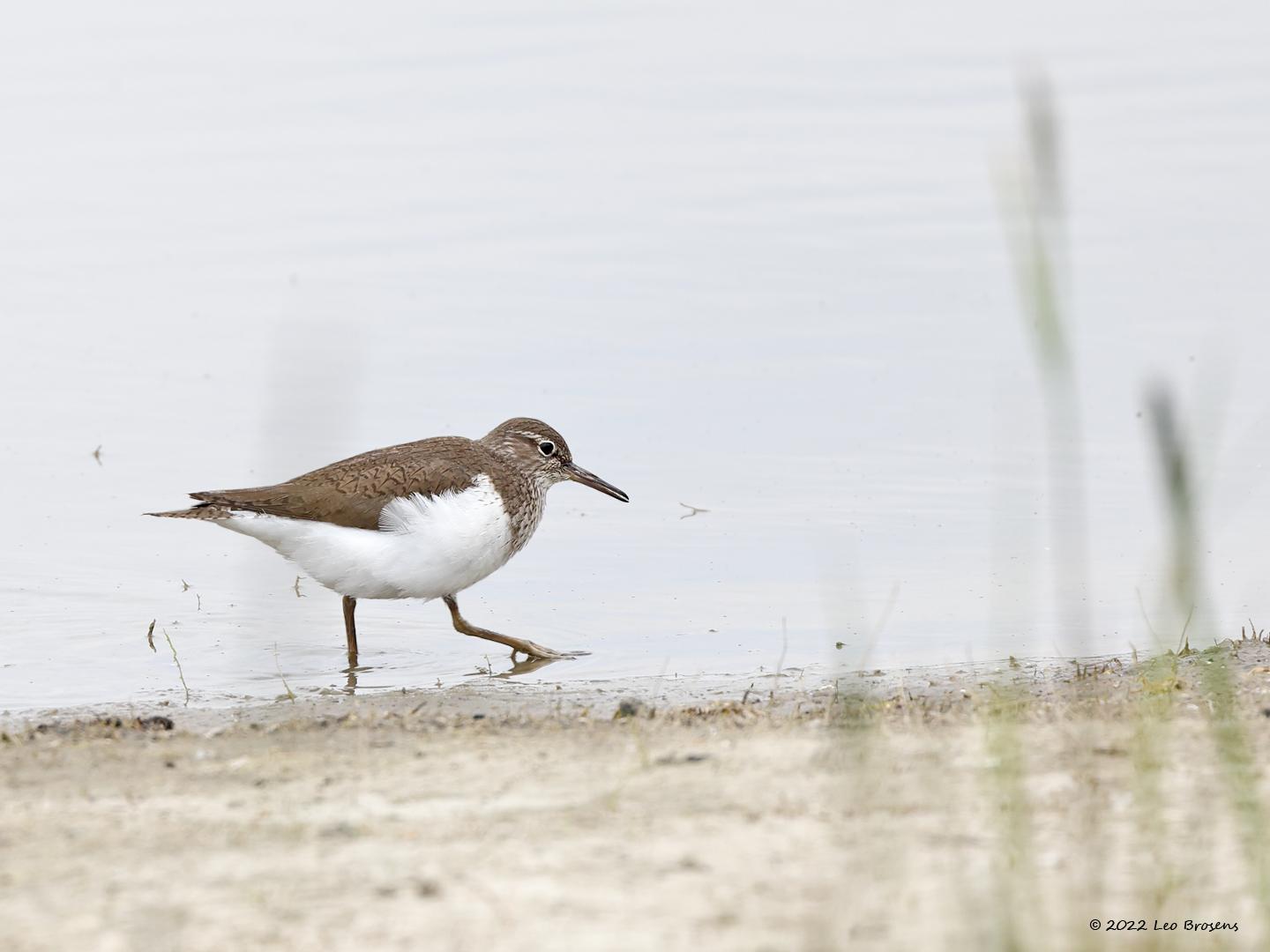 Oeverloper-20220430g14401A1A4705acrfb-Hogerwaardpolder.jpg