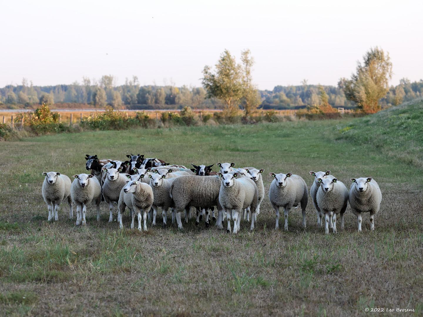 Schaap-20220903g14401A1A4474acrfb Biesbosch.jpg