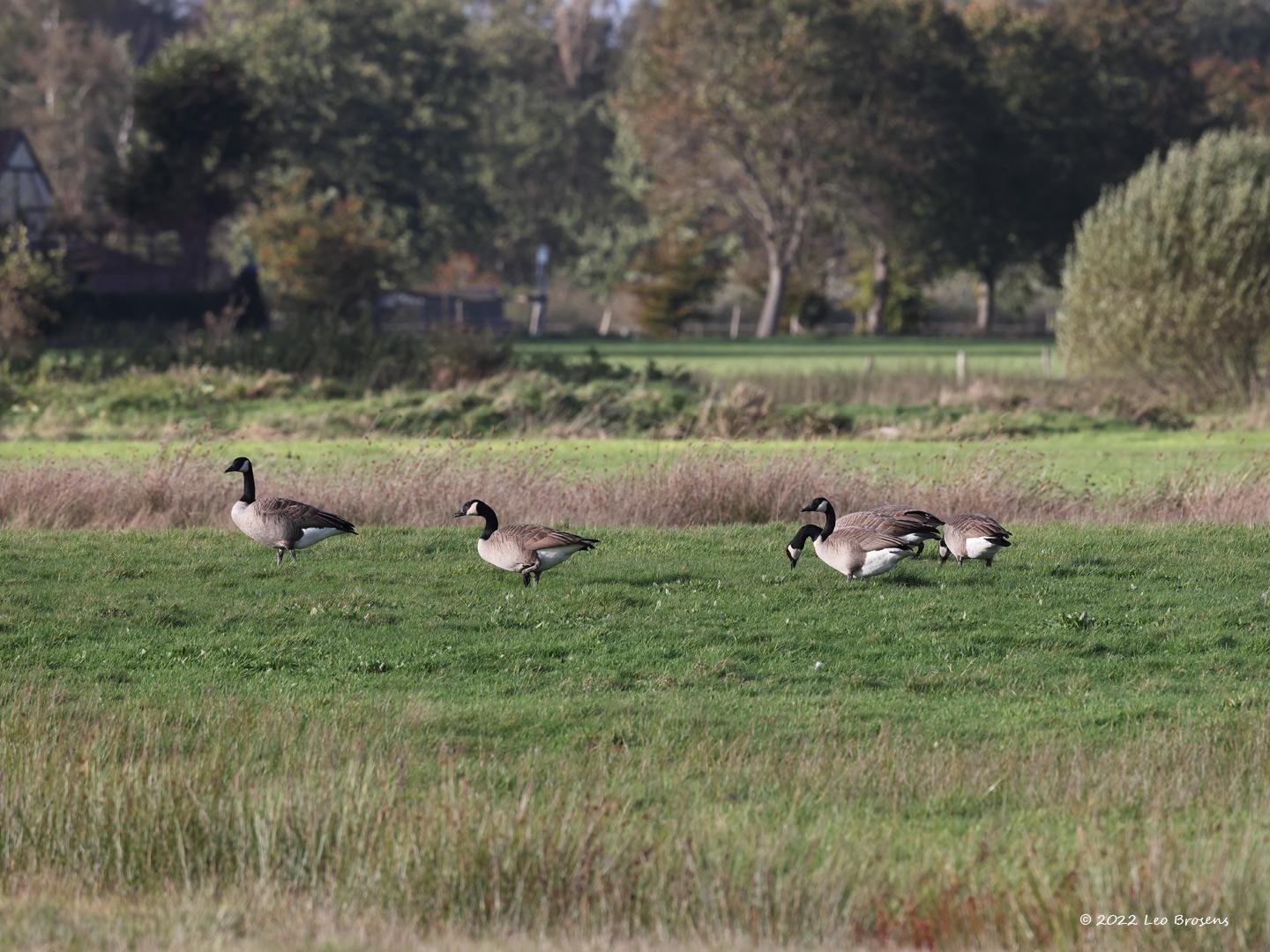 Canadese-gans-20221102g14401A1A5944acrfb.jpg