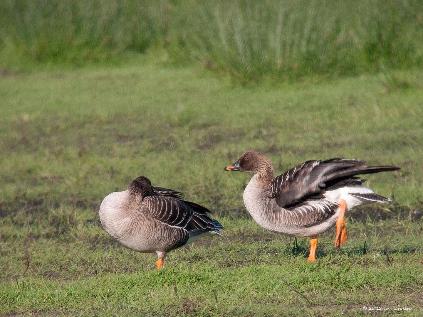 Rietgans-20090425g1440P1040076acrfb-Bleke-Heide.jpg