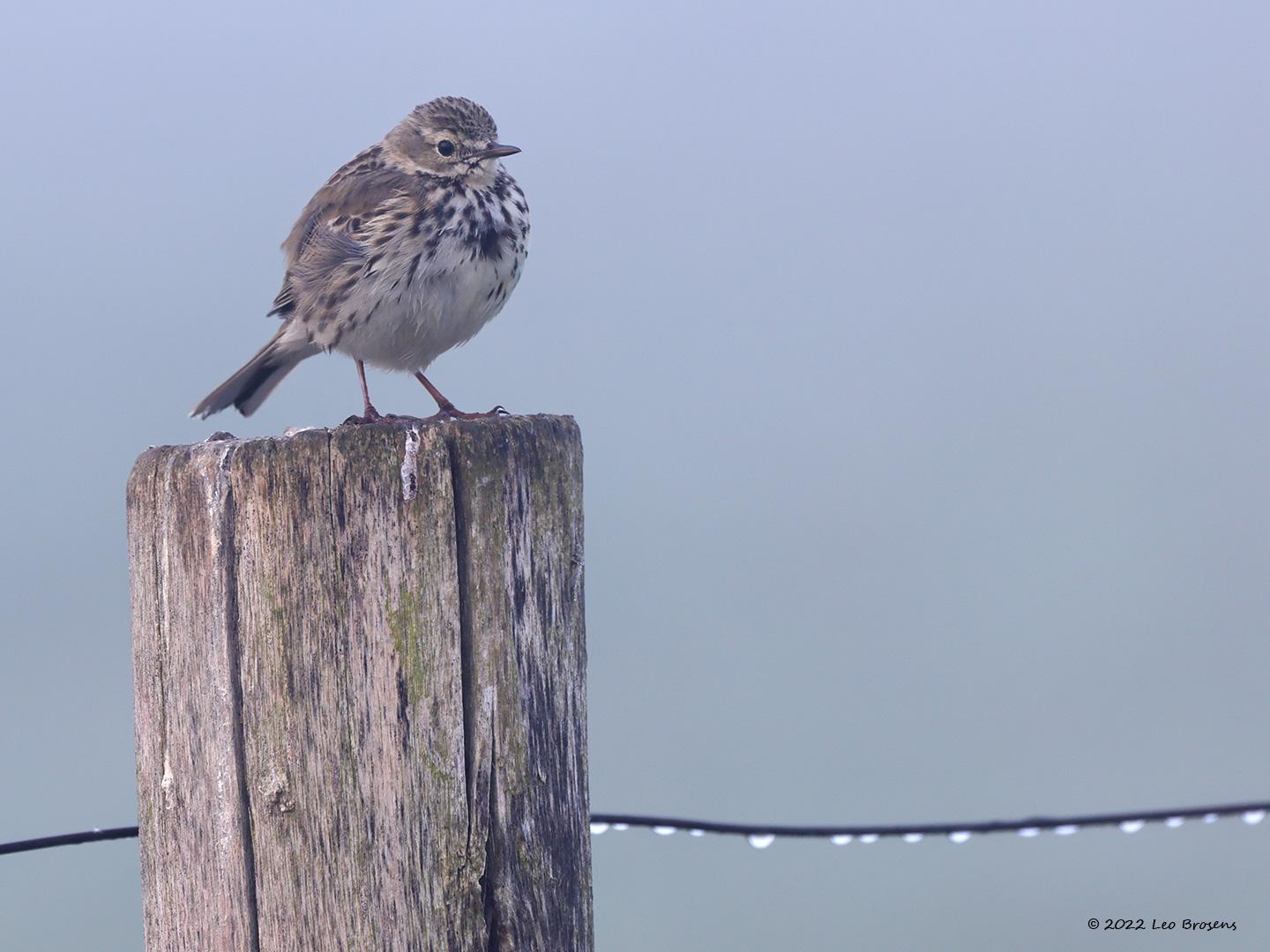 Graspieper-20220415g14401A1A1101acrfb-Hogerwaardpolder.jpg