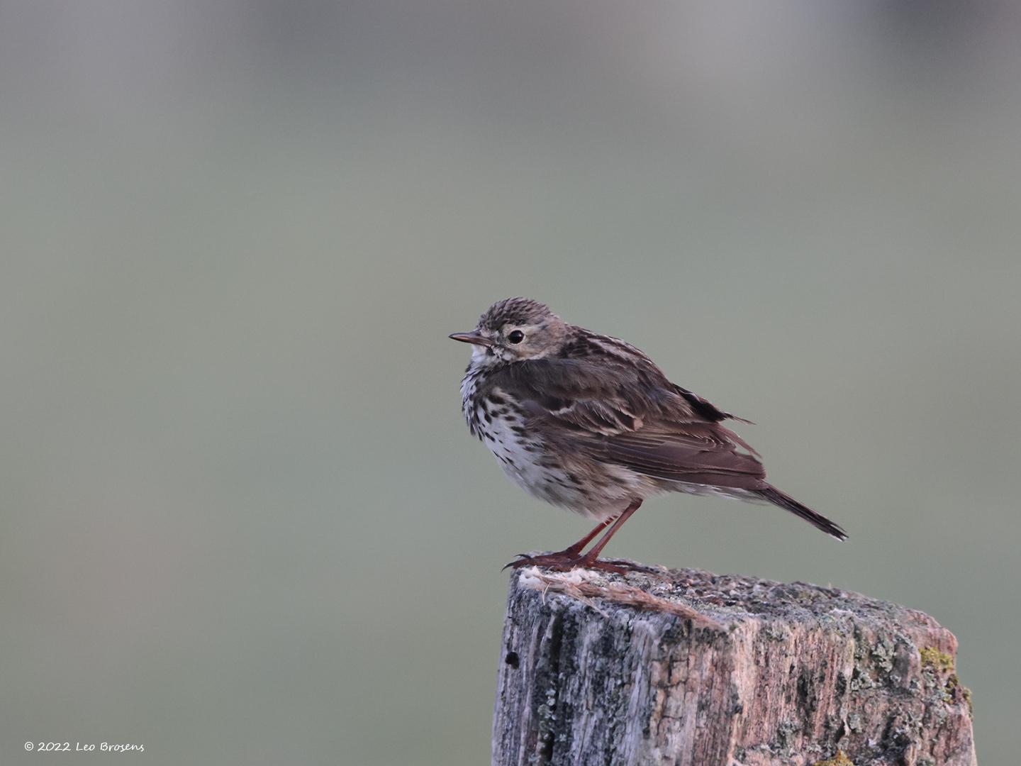 Graspieper-20220503g14401A1A5000acrfb-Hogerwaardpolder.jpg