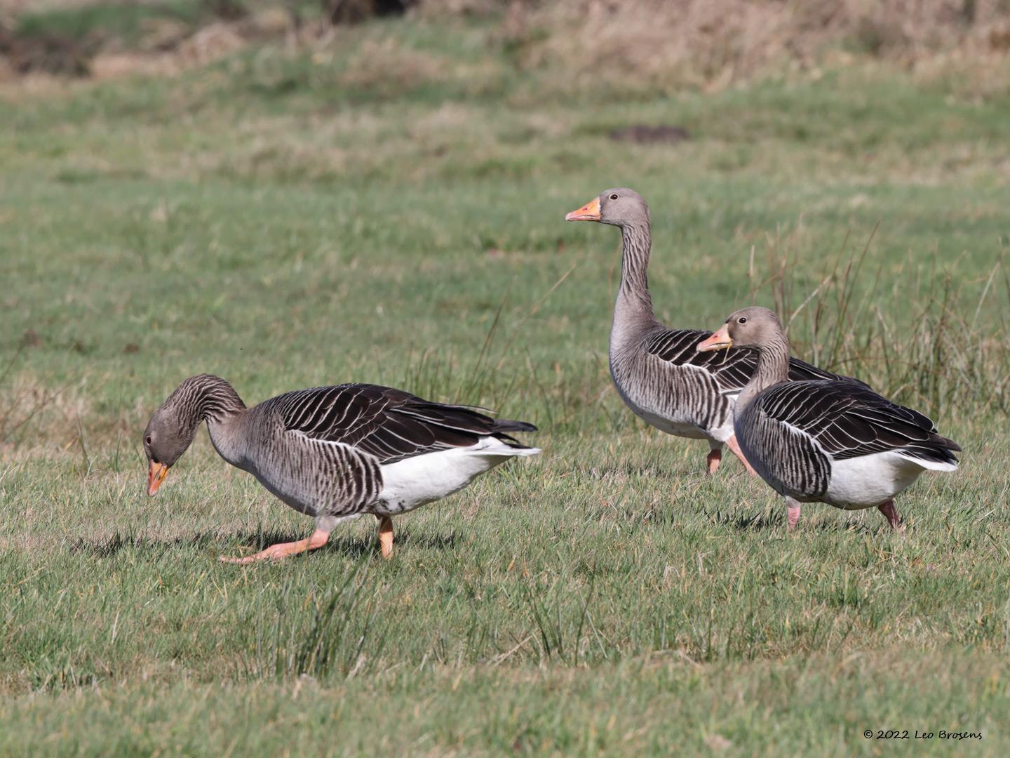 Grauwe-gans-20220207g14401A1A6213a-De-Matjens.jpg