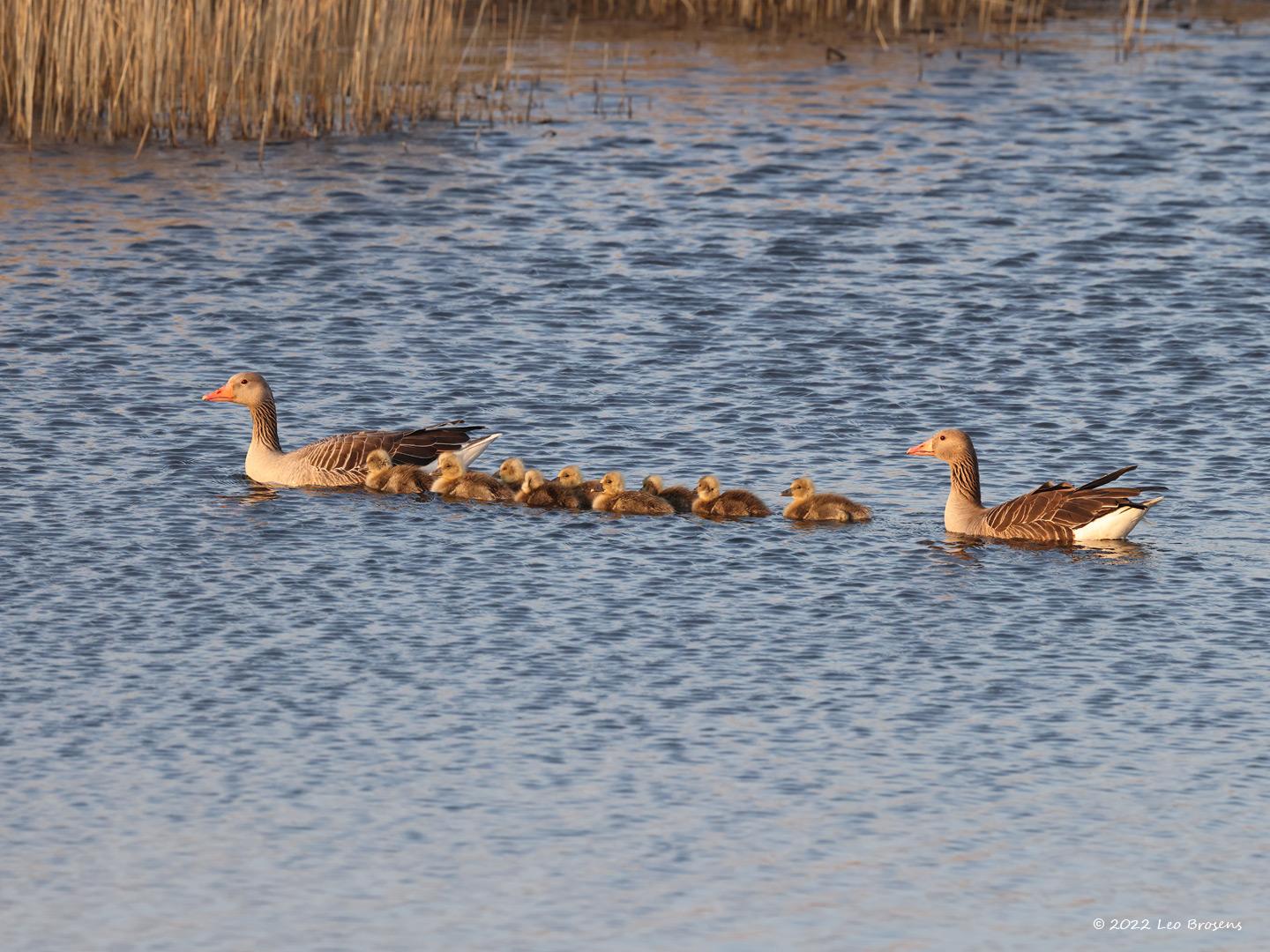 Grauwe-gans-20220422g14401A1A3072acrfb-Molenplaat-BoZ.jpg