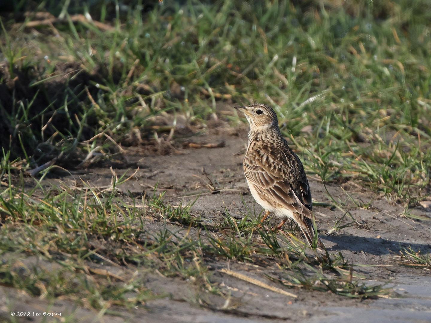 Veldleeuwerik-20220323g14401A1A9324b-Hoogerwaardpolder.jpg