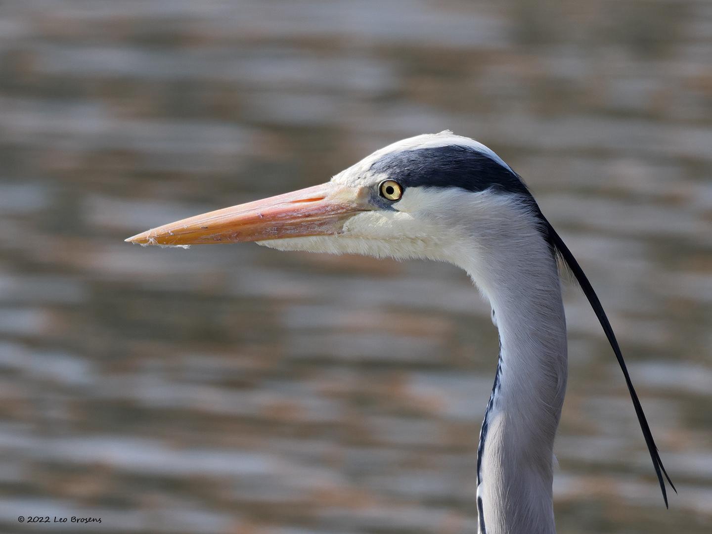 Blauwe-reiger-20220323g14401A1A9421a-Colijnsplaat.jpg