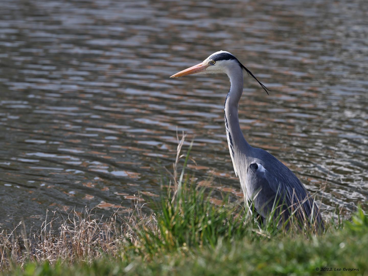 Blauwe-reiger-20220323g14401A1A9449a-Colijnsplaat_0.jpg