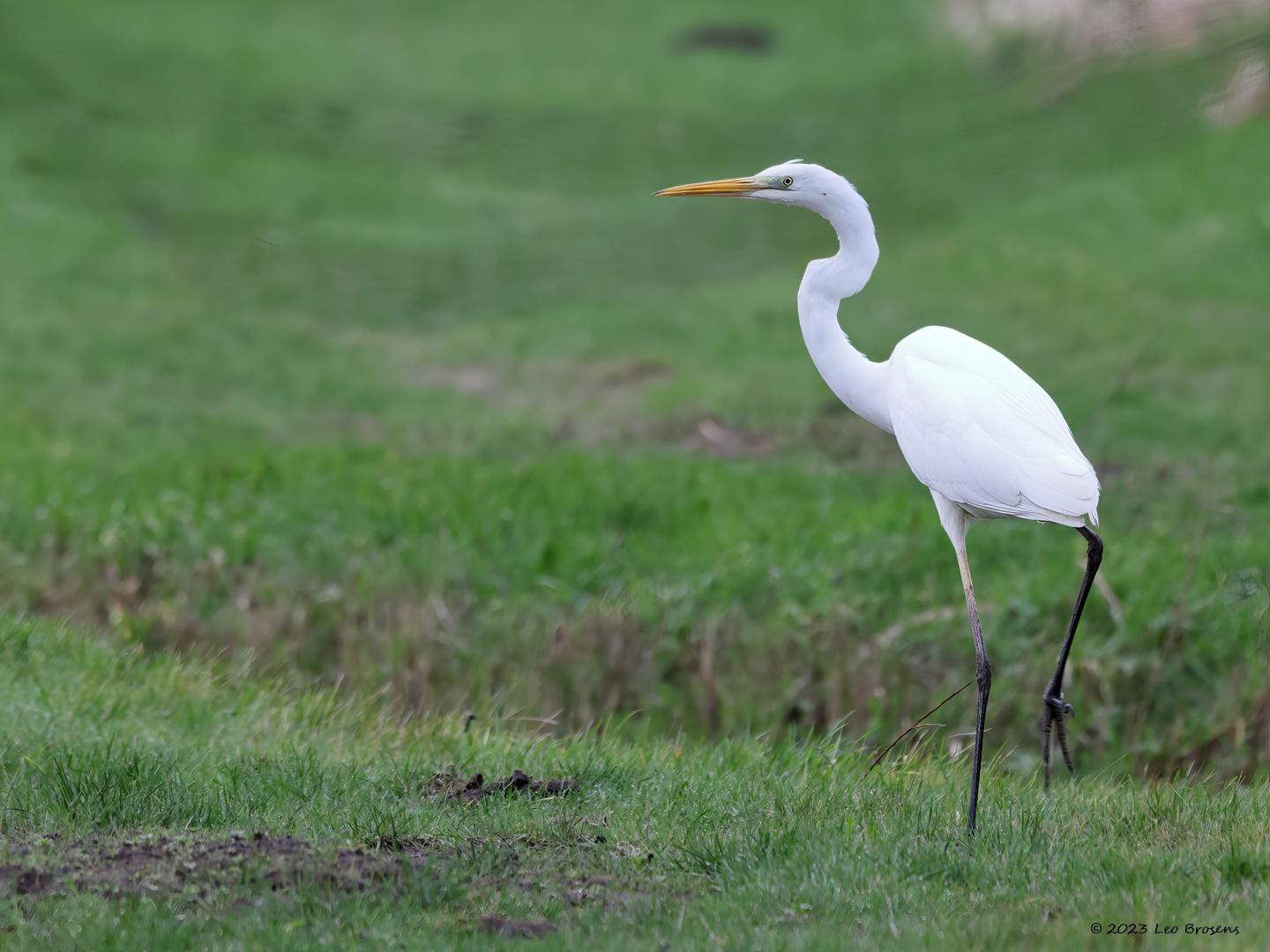 Grote-zilverreiger-20230110g14401A1A81891440acrfb-Mortelbeek.jpg